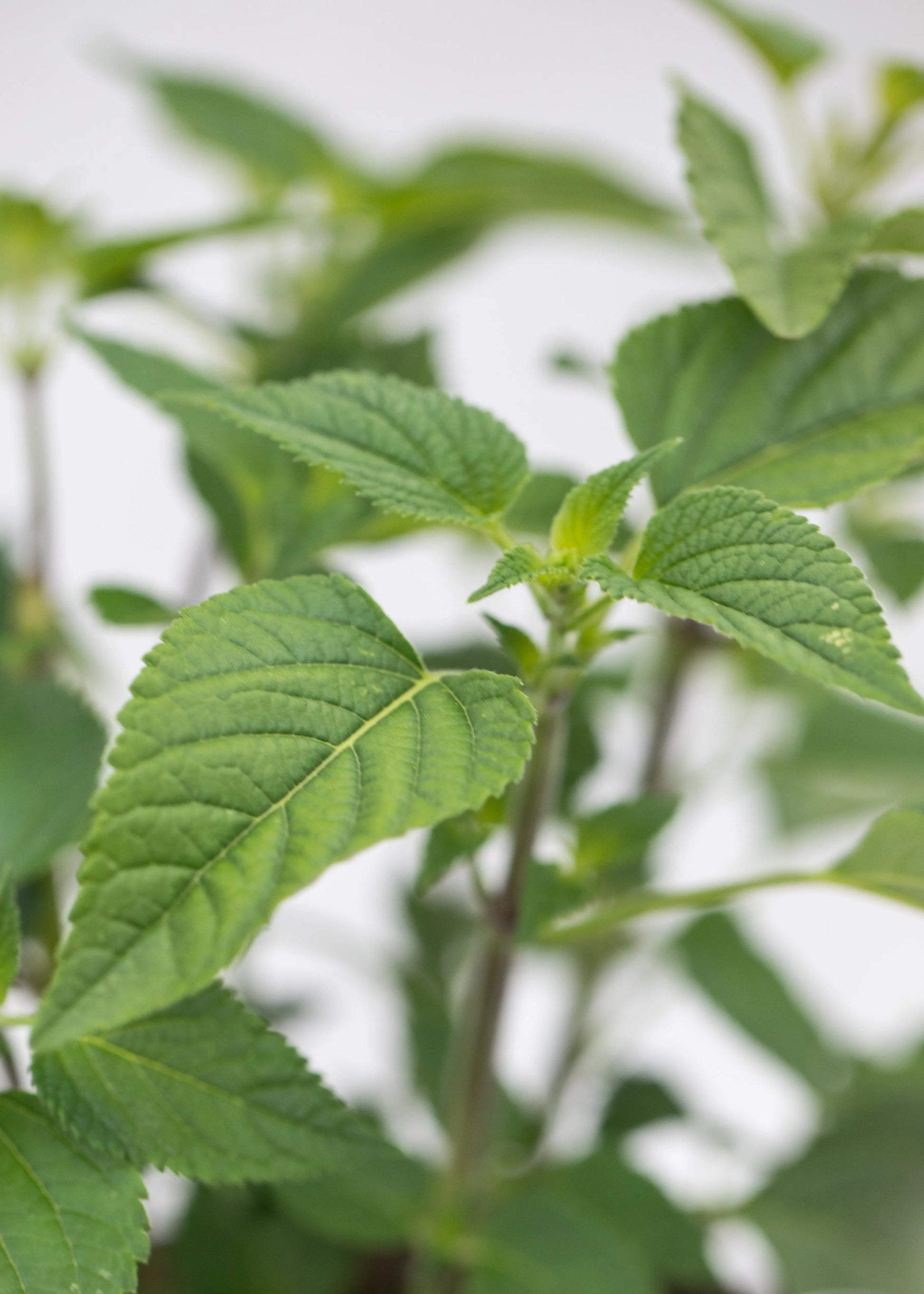 Salvia 'Amistad'