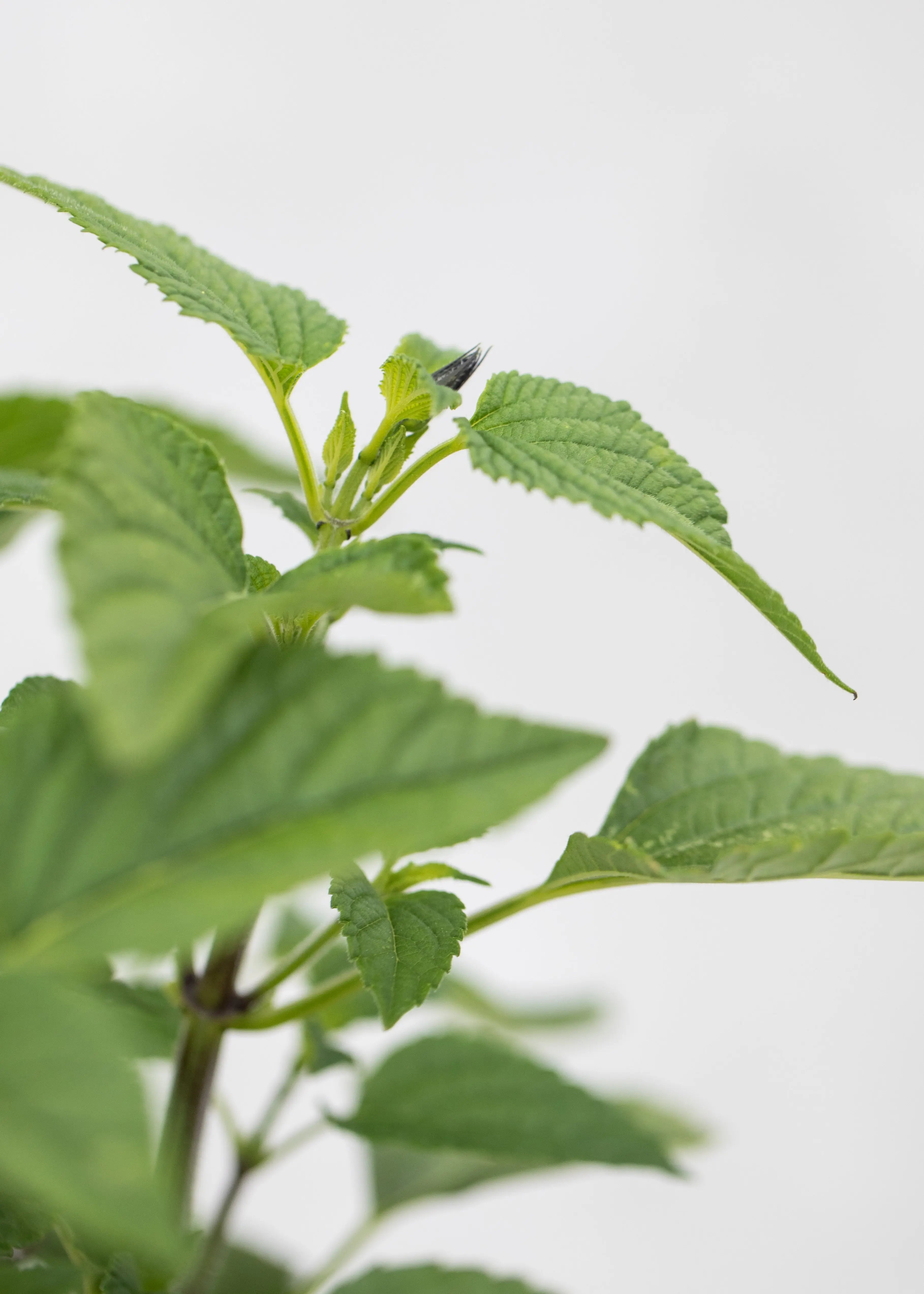 Salvia 'Amistad'