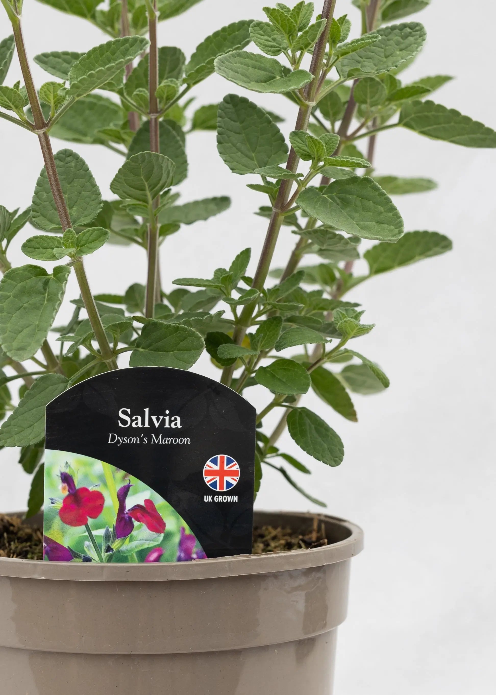 Salvia 'Dyson's Maroon'