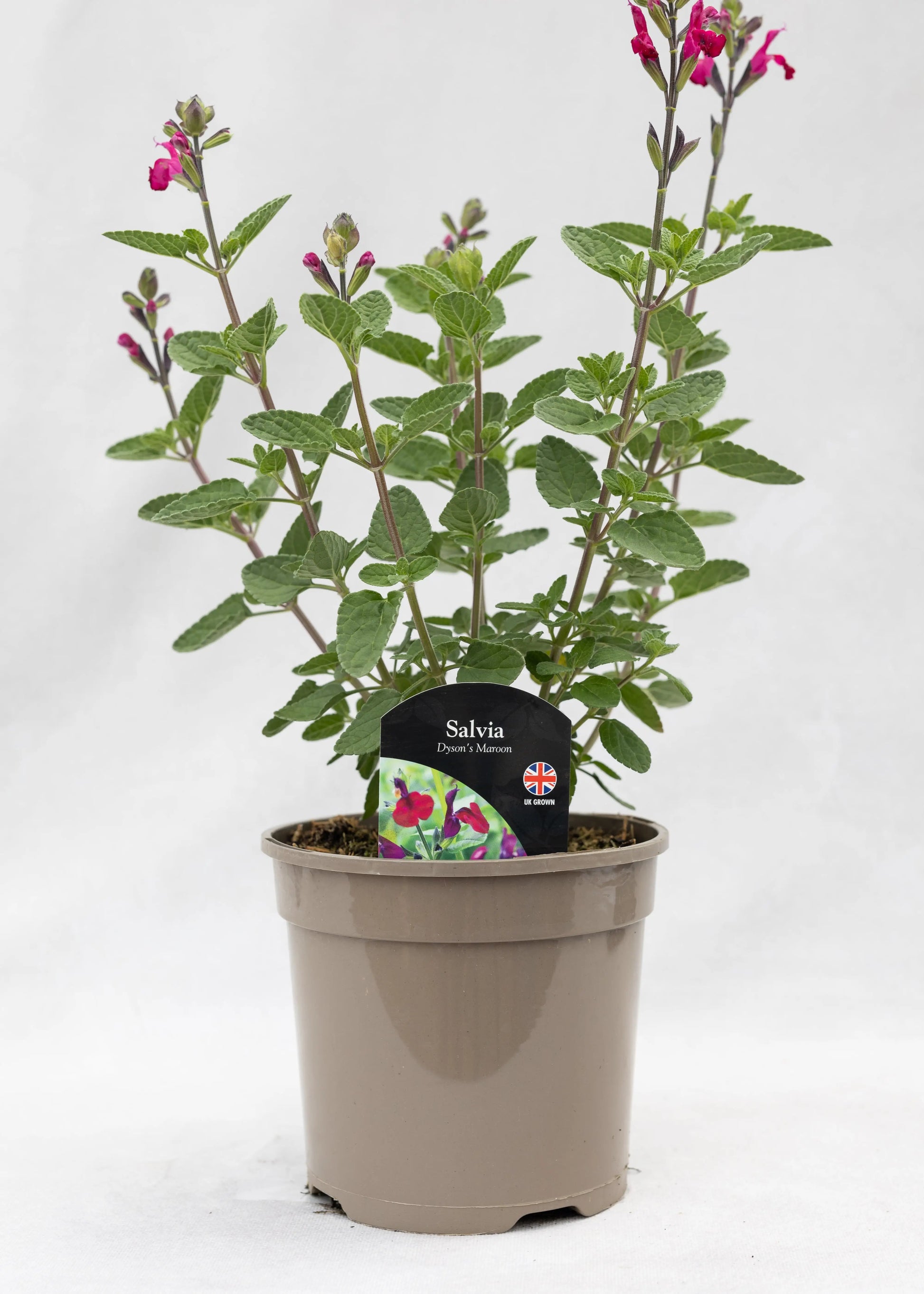 Salvia 'Dyson's Maroon'