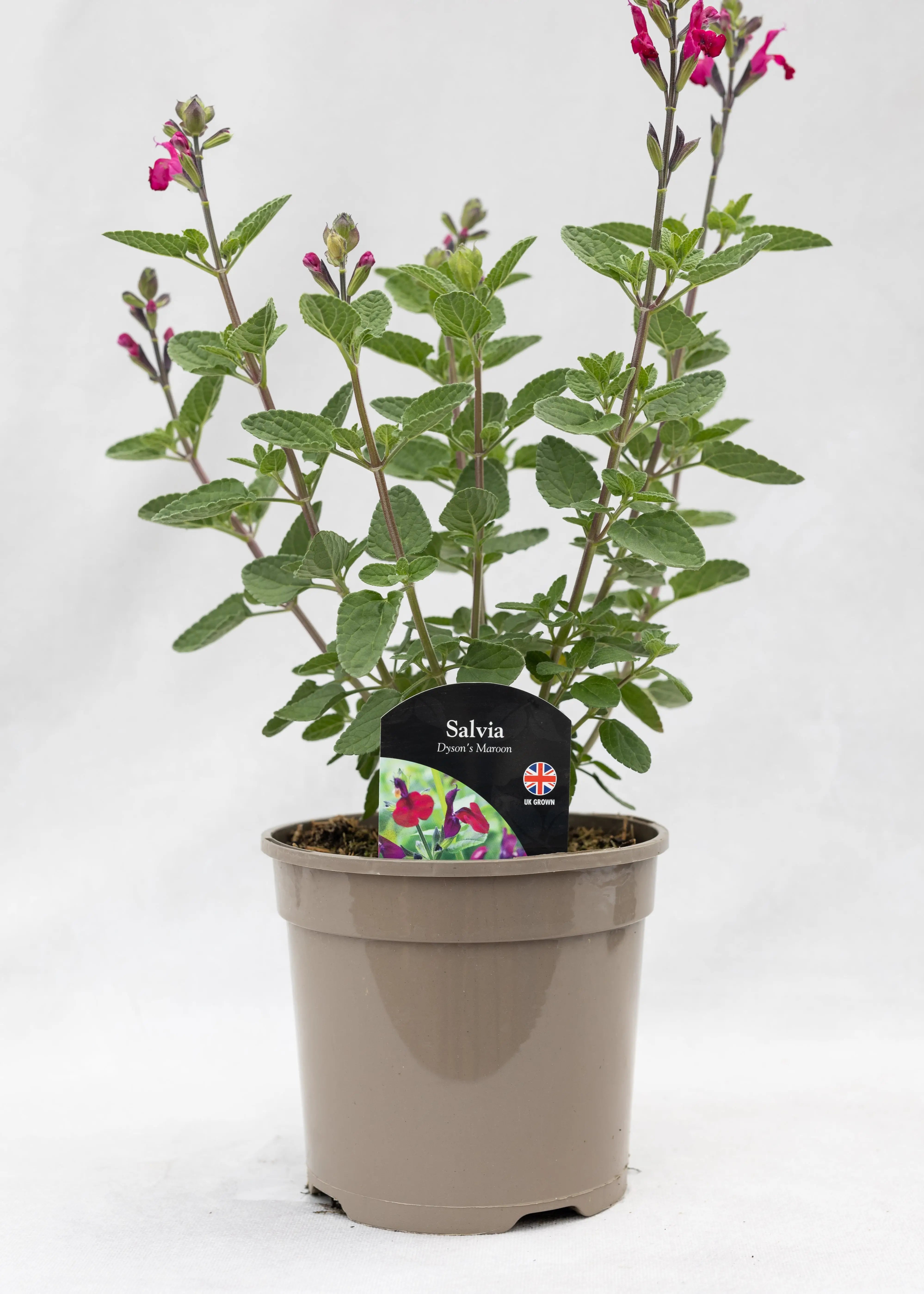 Salvia 'Dyson's Maroon'