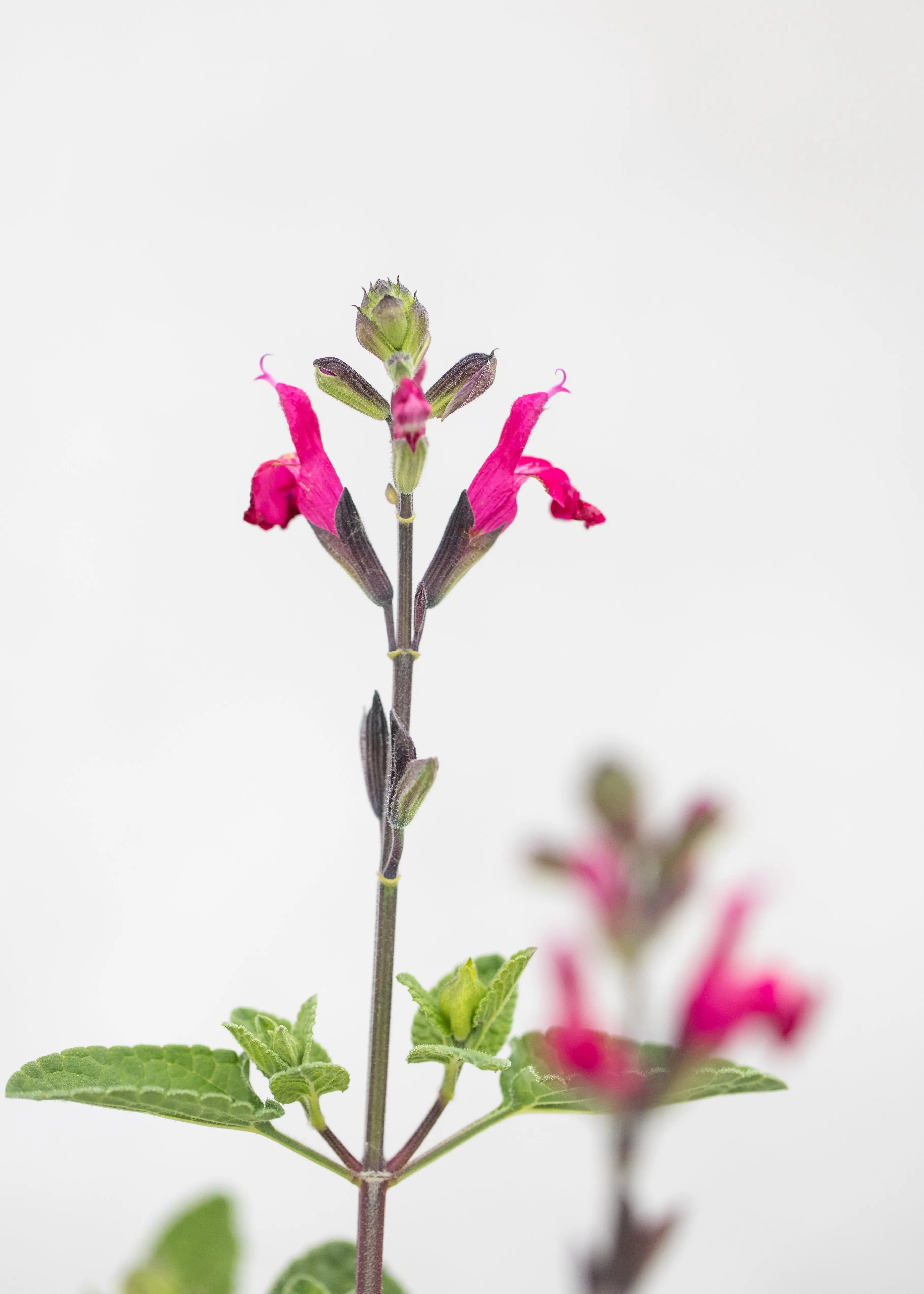 Salvia 'Dyson's Maroon'