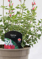 Salvia 'Hot Lips'