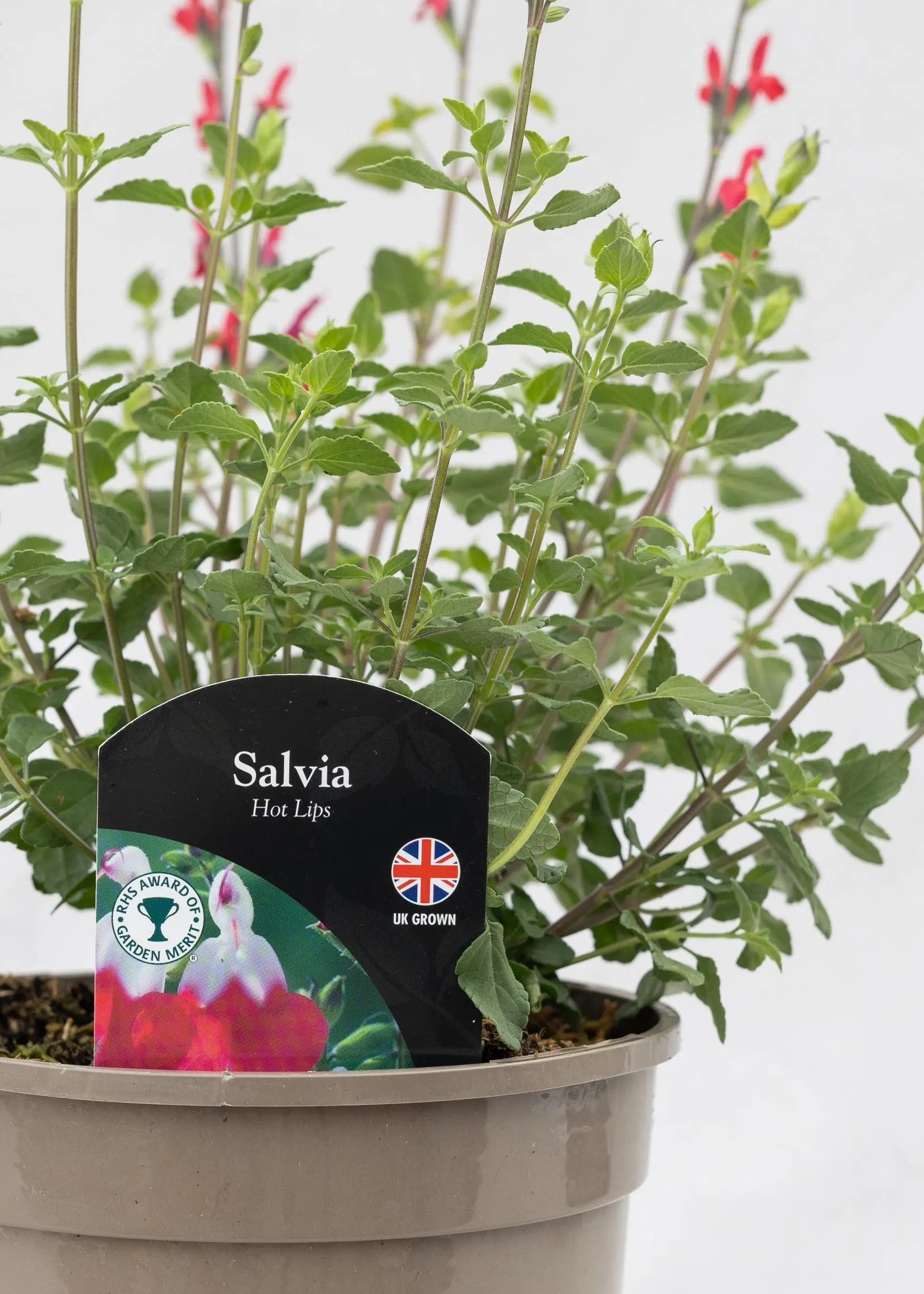 Salvia 'Hot Lips'