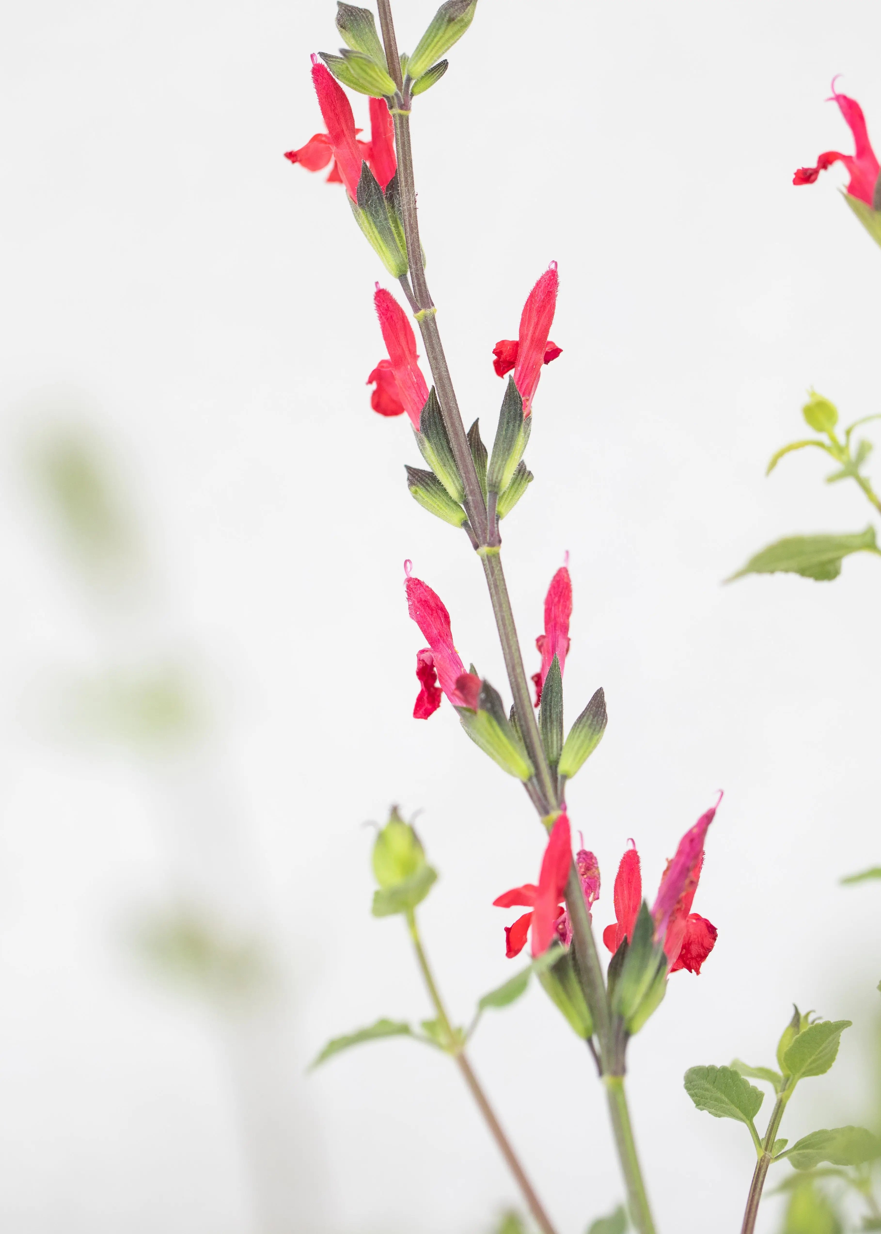 Salvia 'Hot Lips'