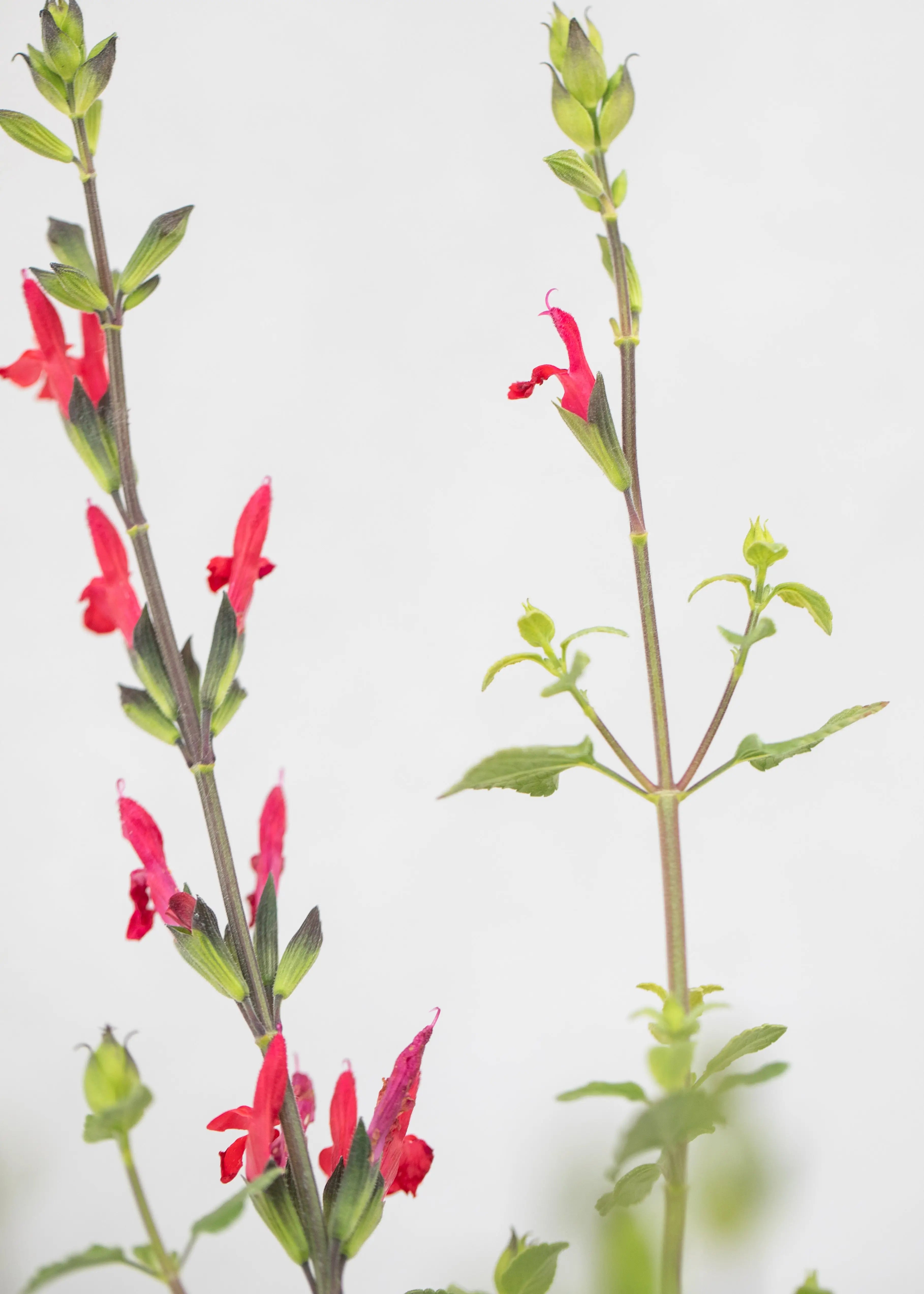 Salvia 'Hot Lips'