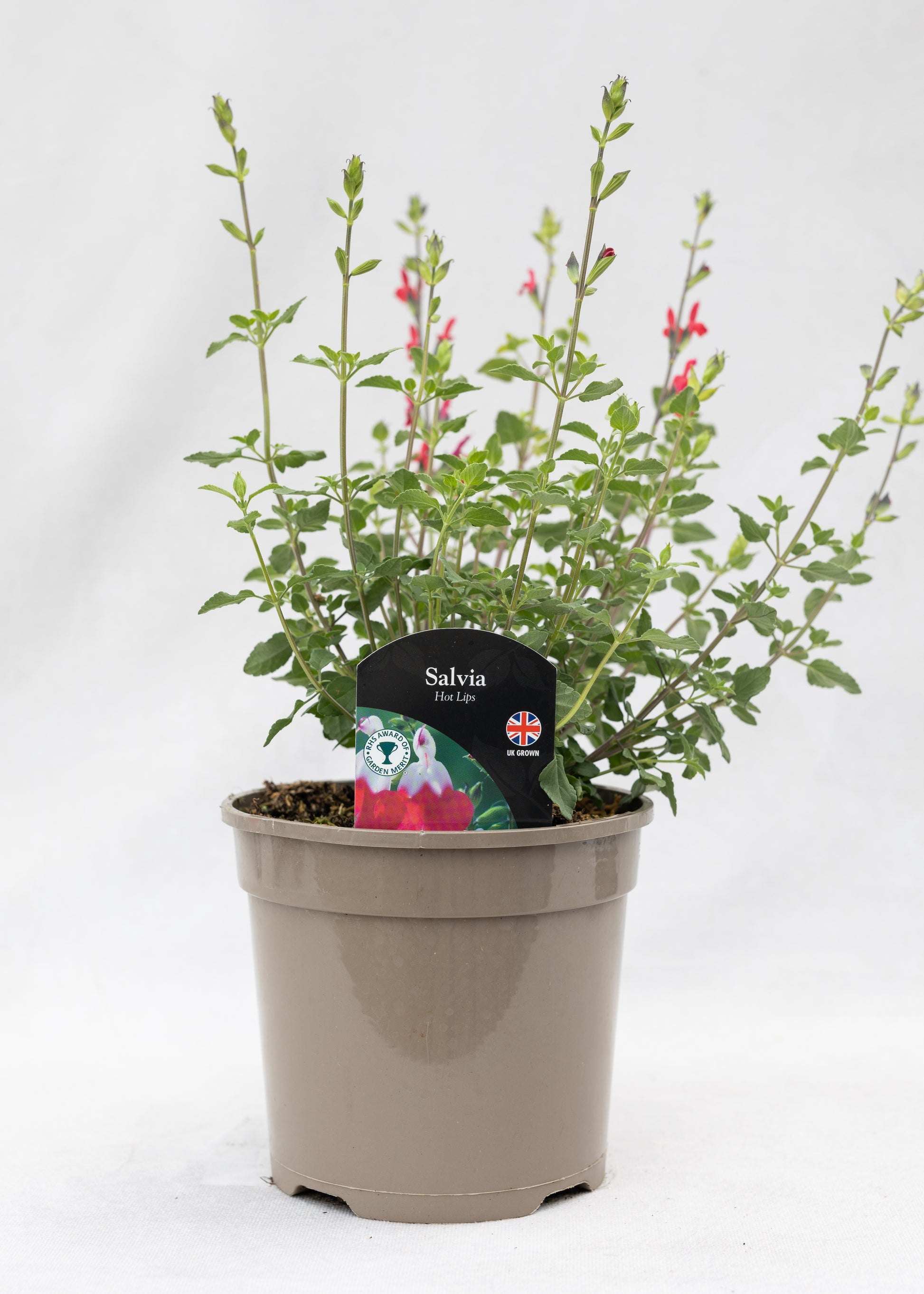 Salvia 'Hot Lips'