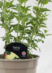 Salvia 'La Mancha'
