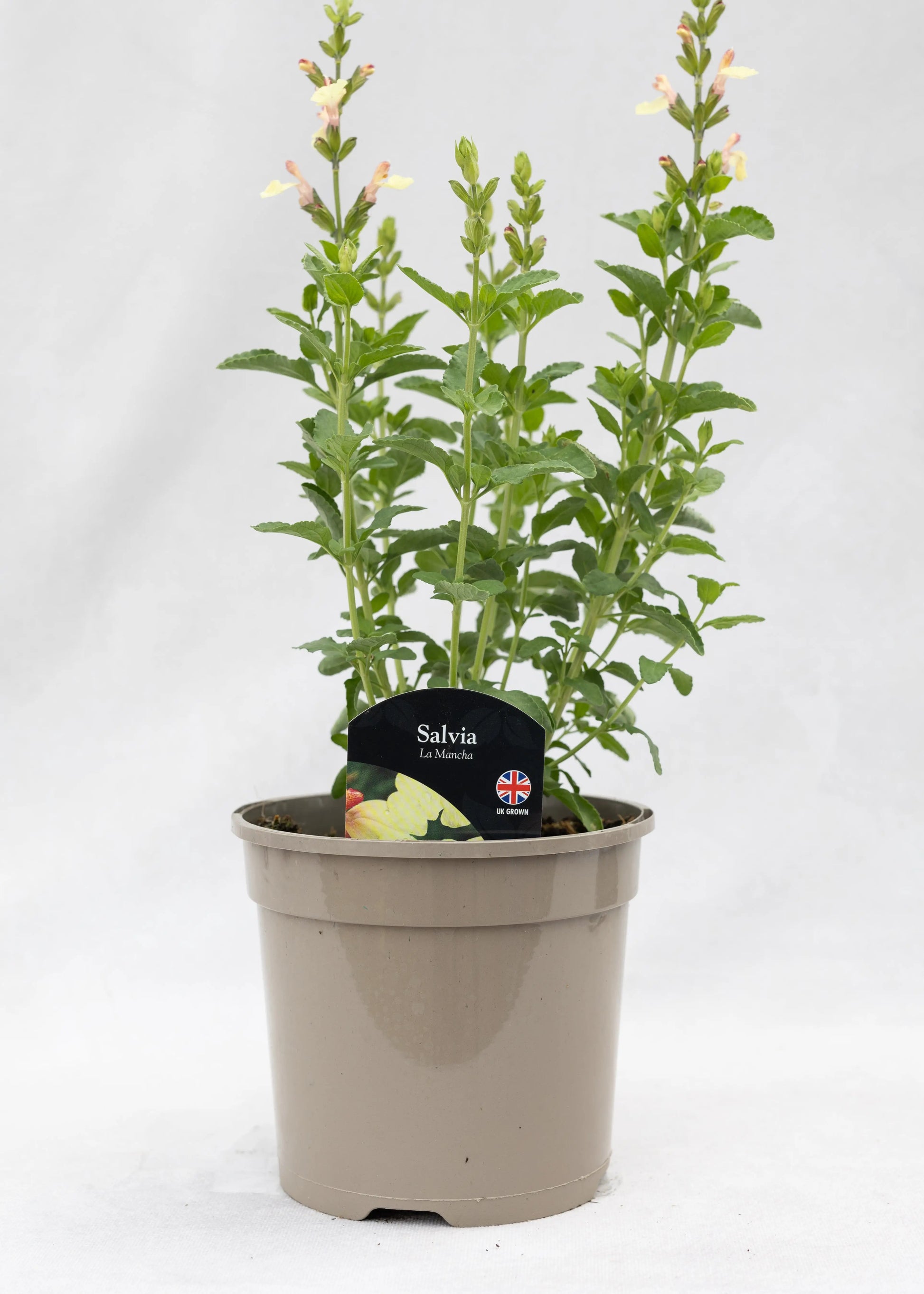 Salvia 'La Mancha'