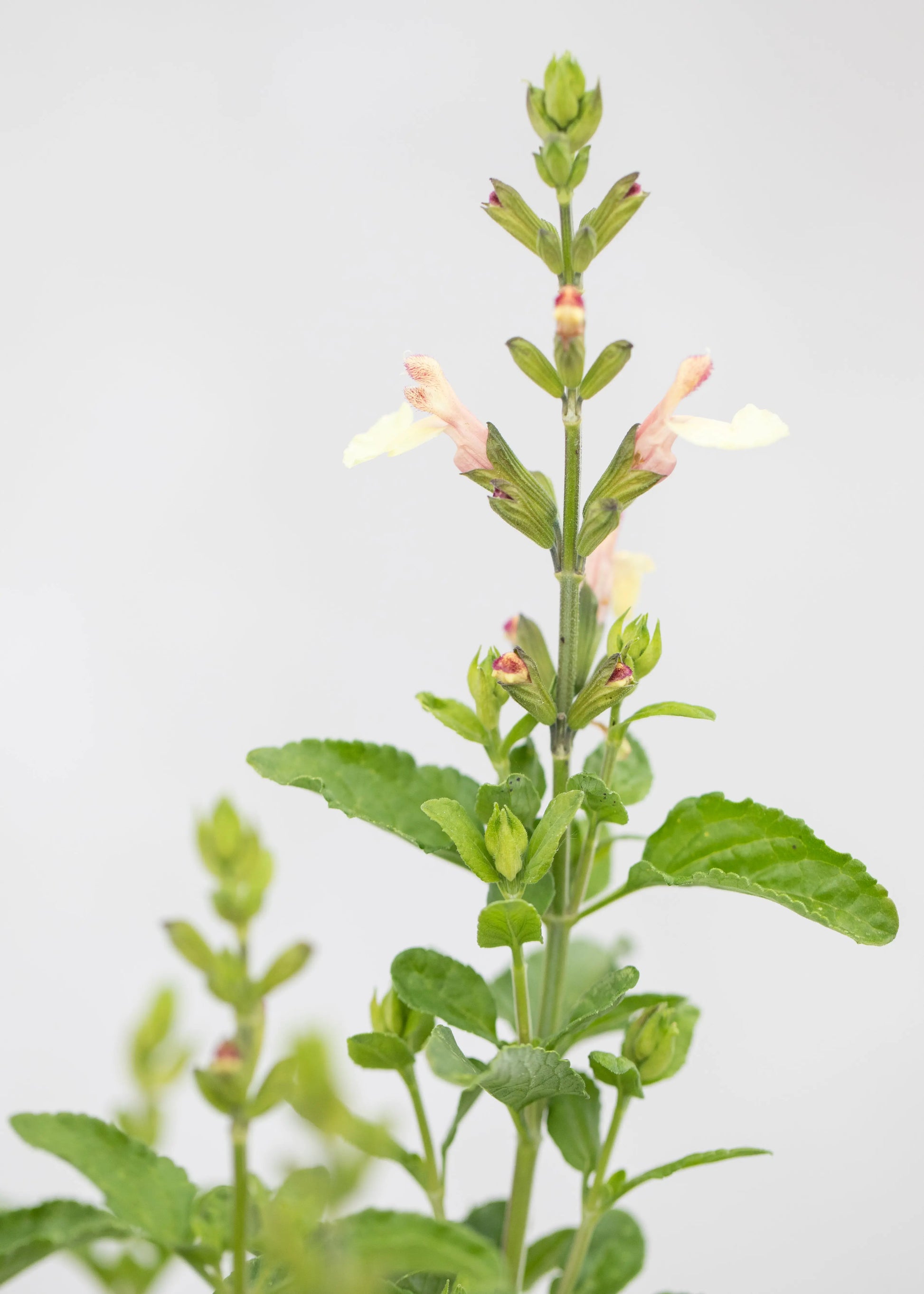 Salvia 'La Mancha'