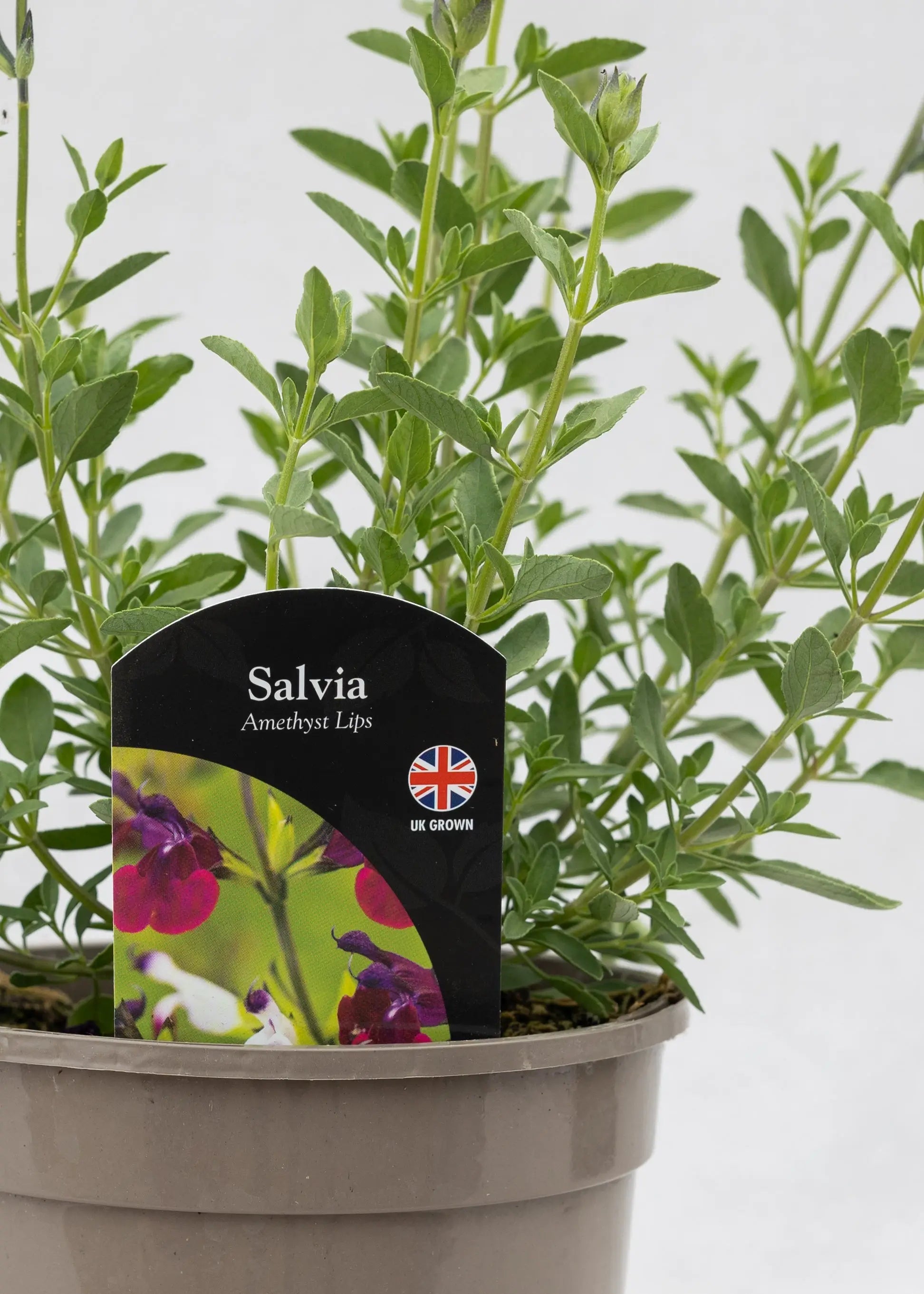 Salvia 'Amethyst Lips'