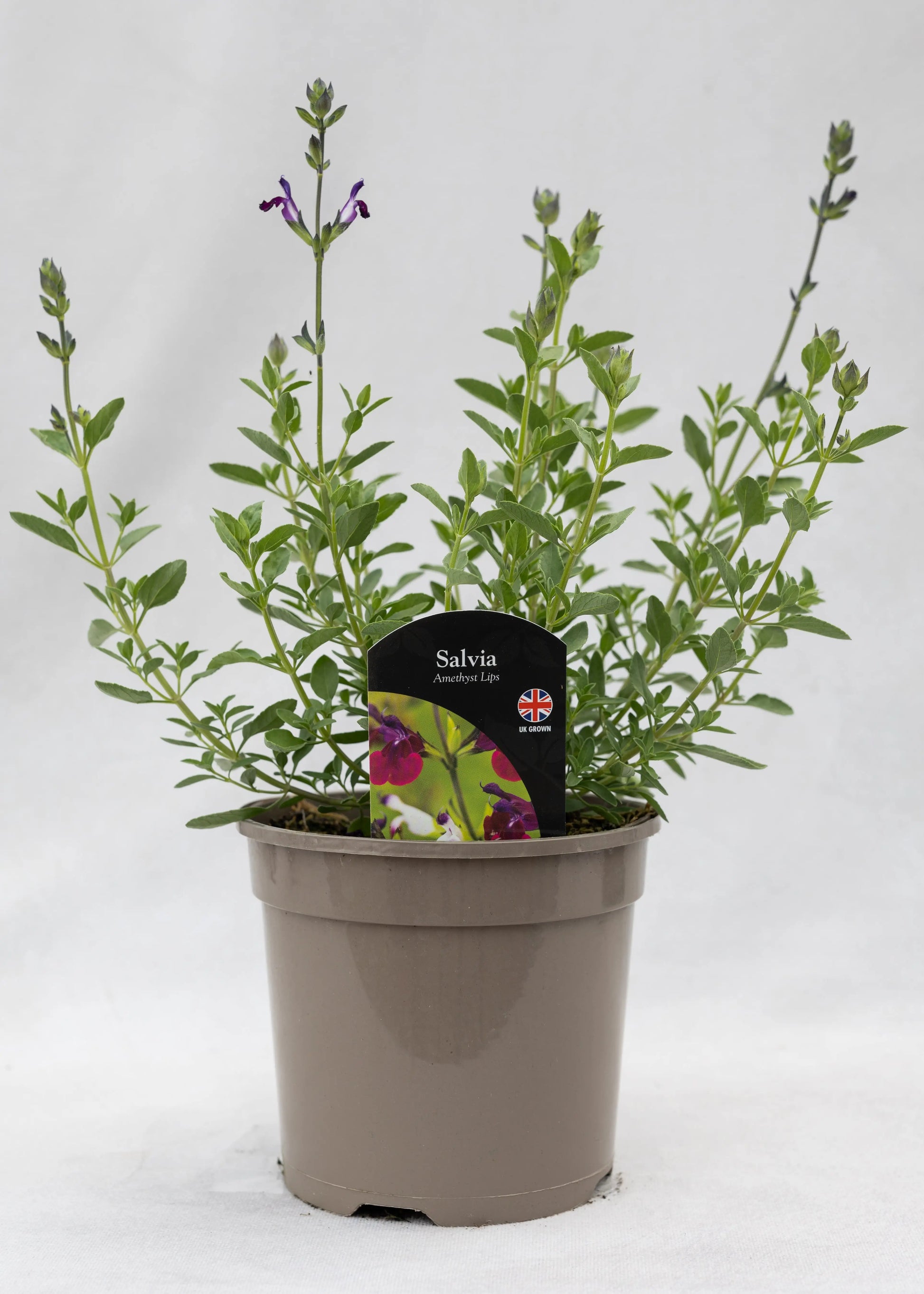 Salvia 'Amethyst Lips'