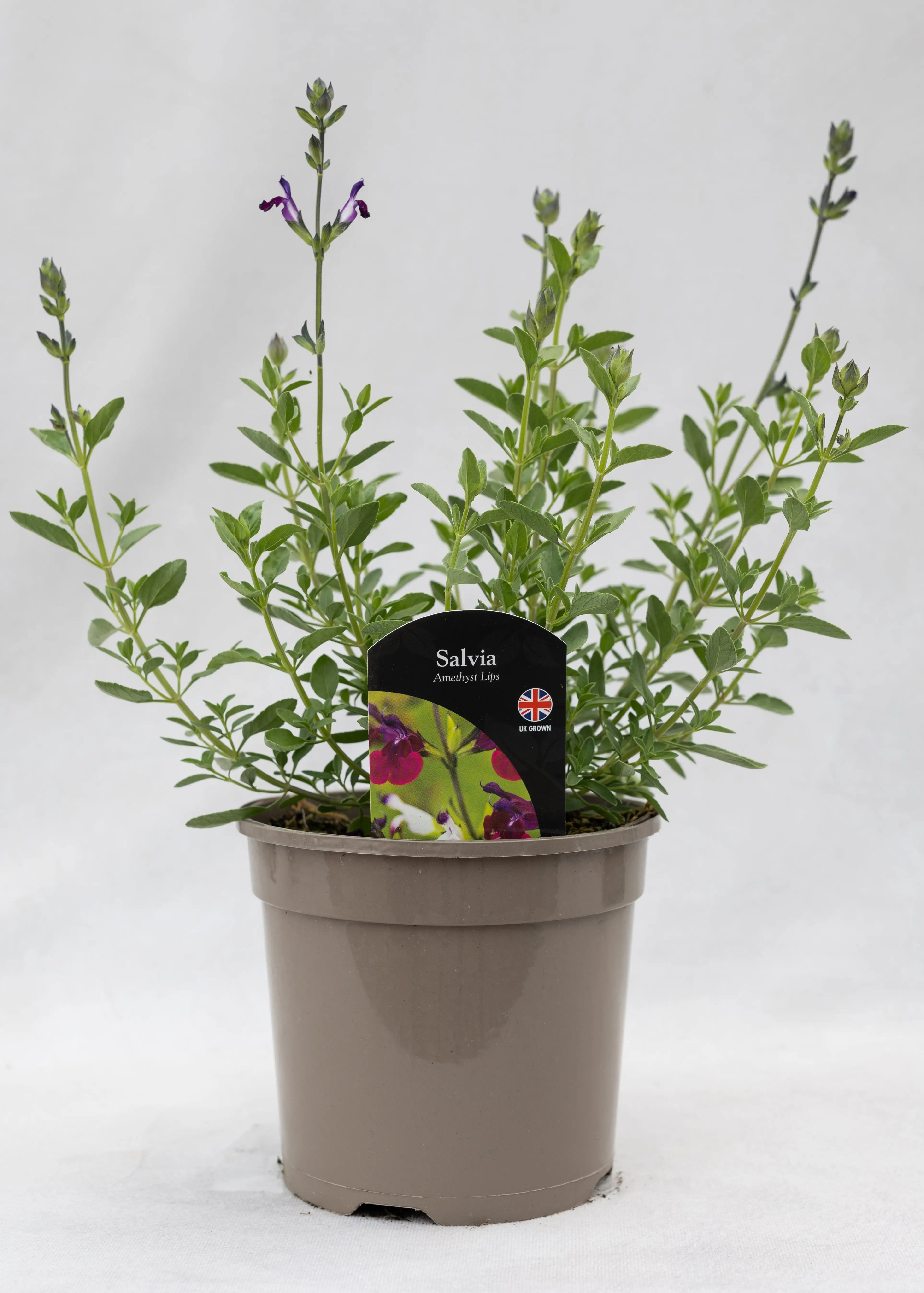 Salvia 'Amethyst Lips'