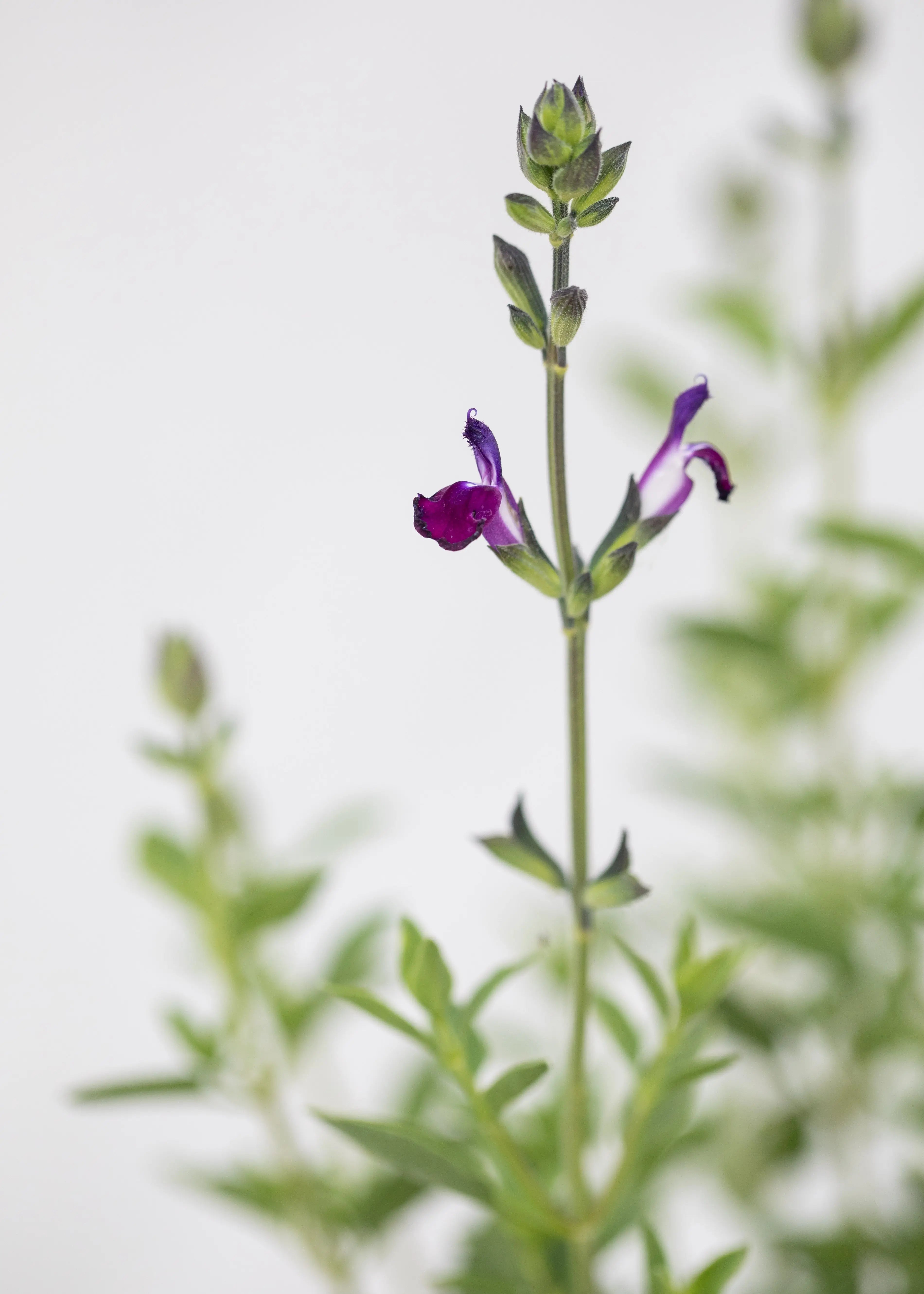 Salvia 'Amethyst Lips'