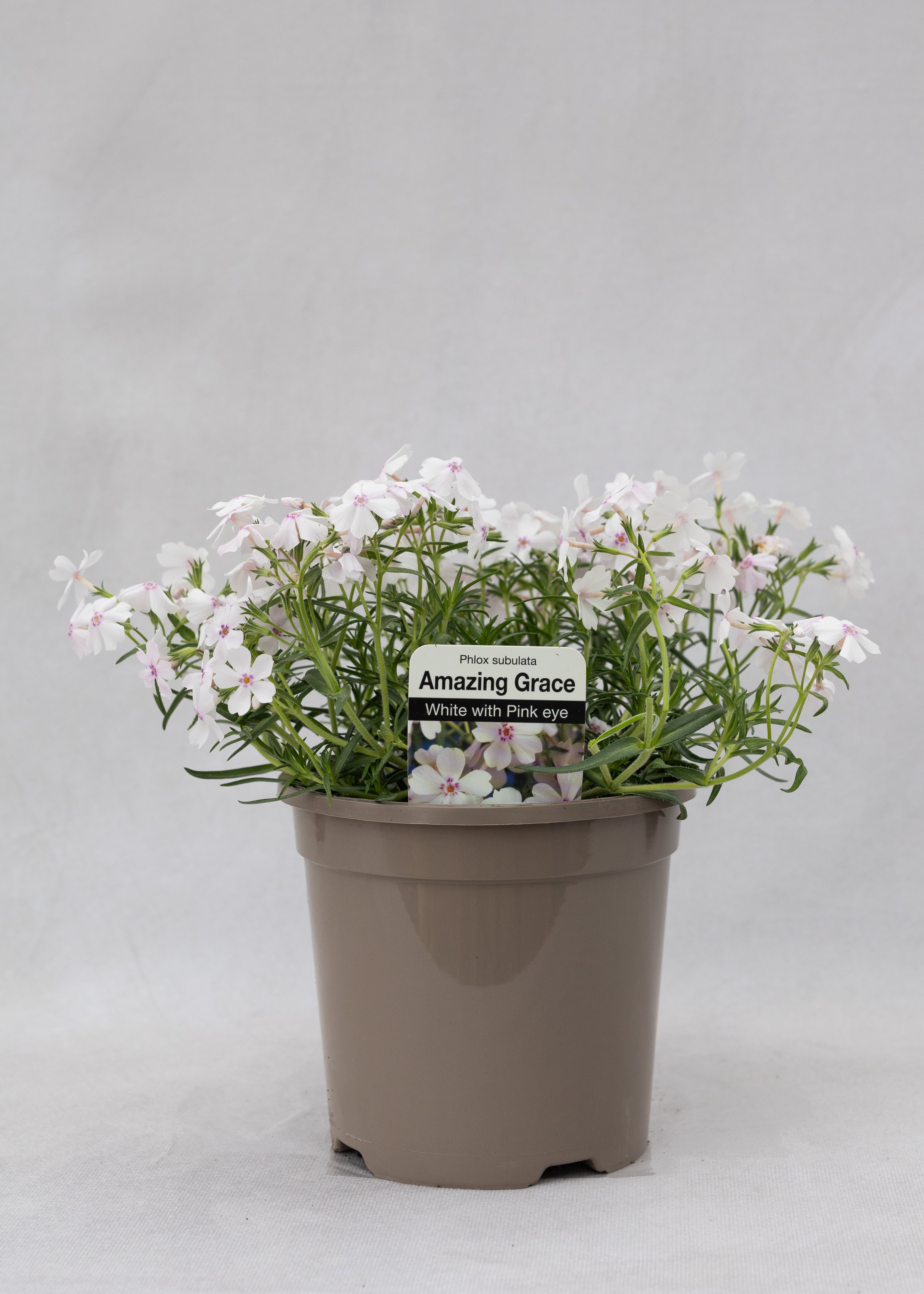 Phlox subulata 'Amazing Grace White Eye'