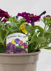 TrioPot 'Summer Sky'
