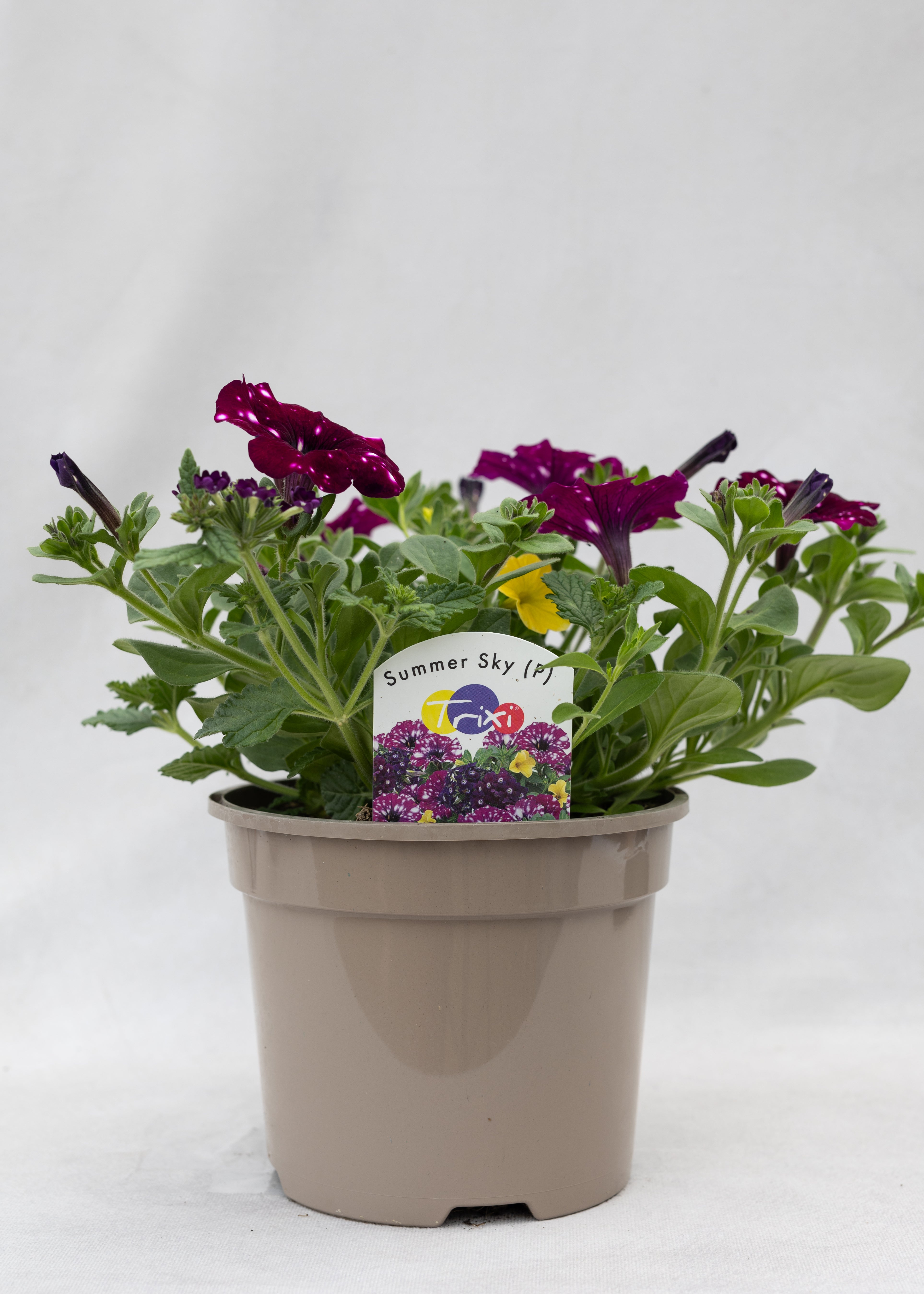 TrioPot 'Summer Sky'