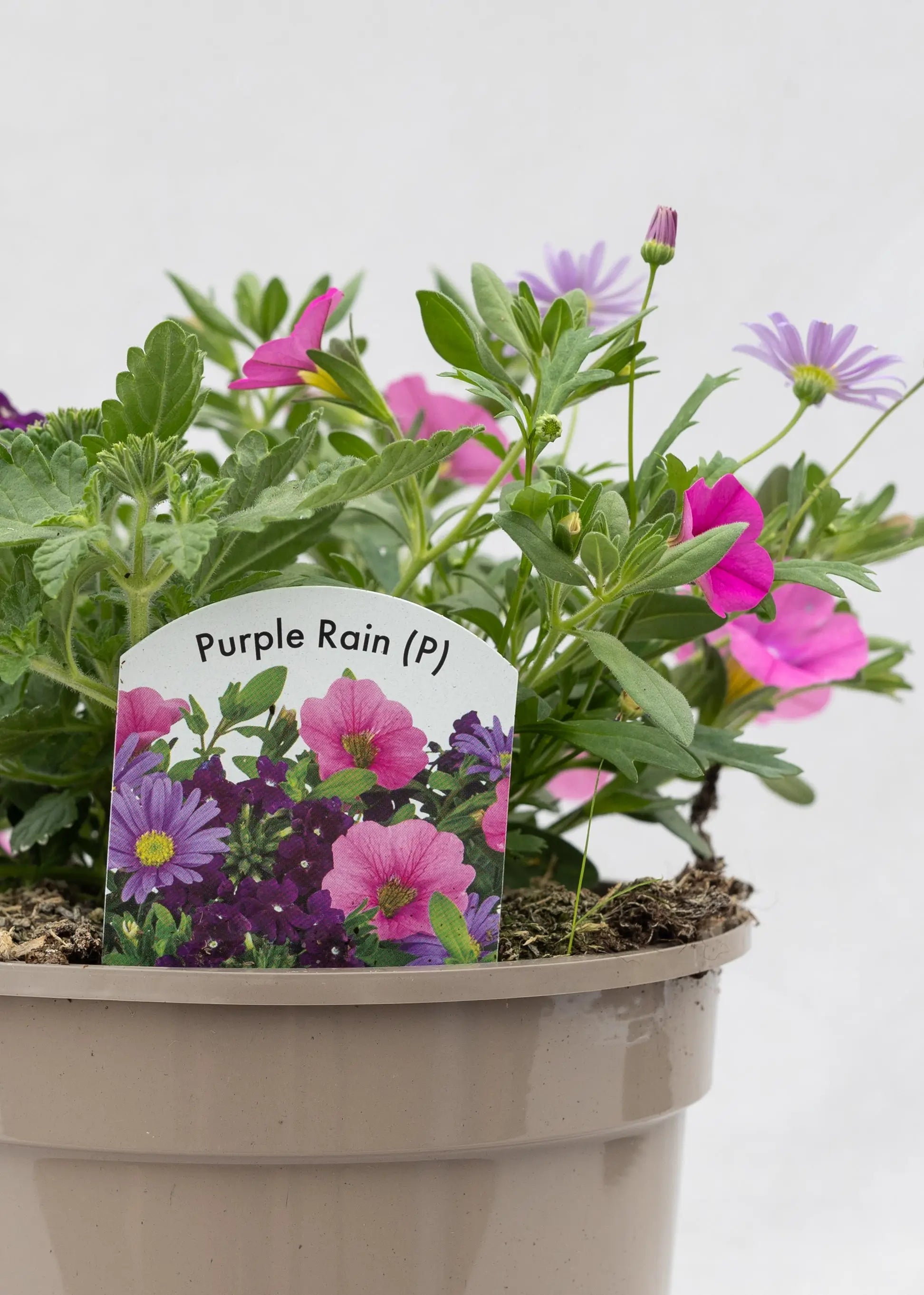 TrioPot 'Purple Rain'