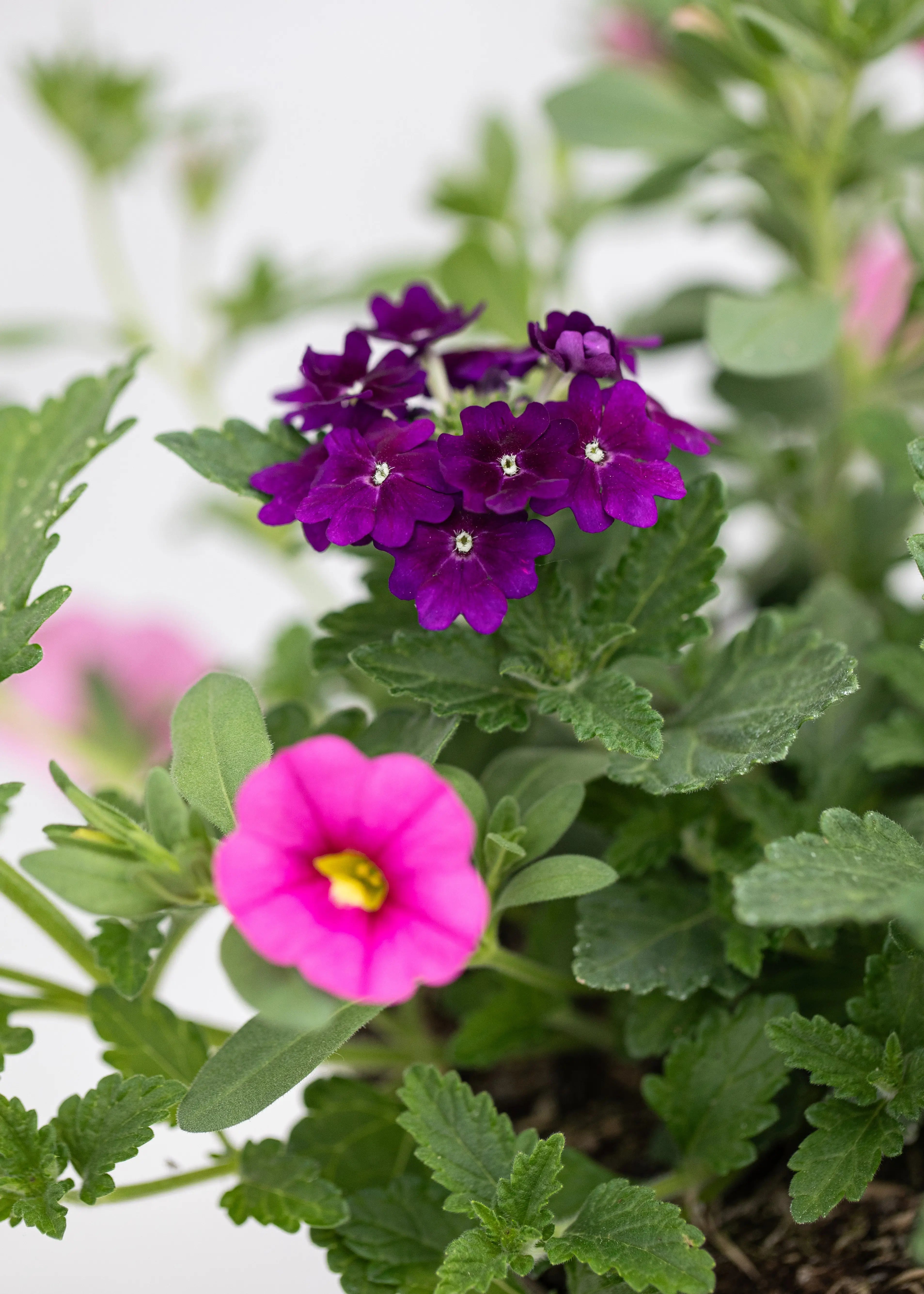 TrioPot 'Purple Rain'
