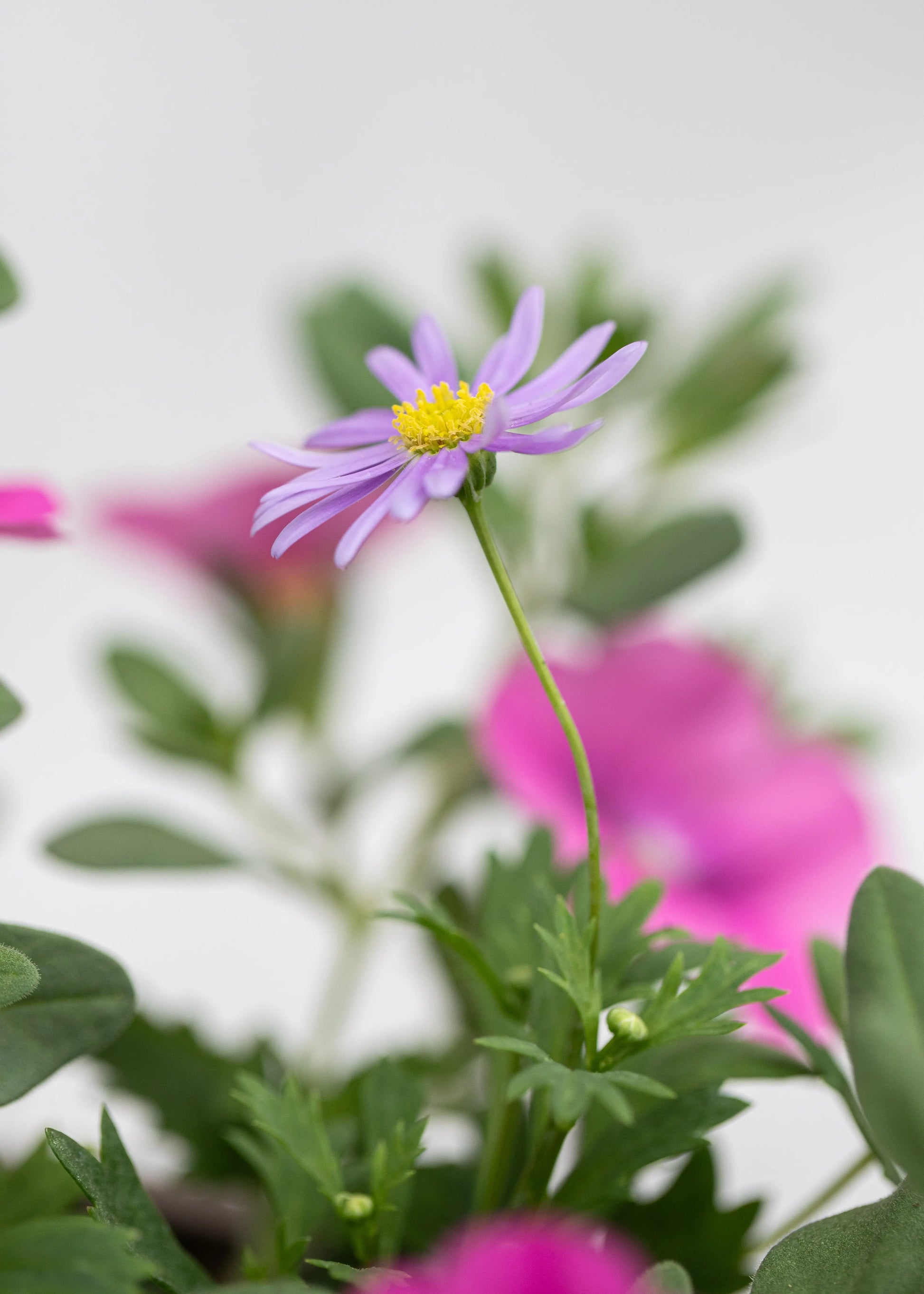 TrioPot 'Purple Rain'