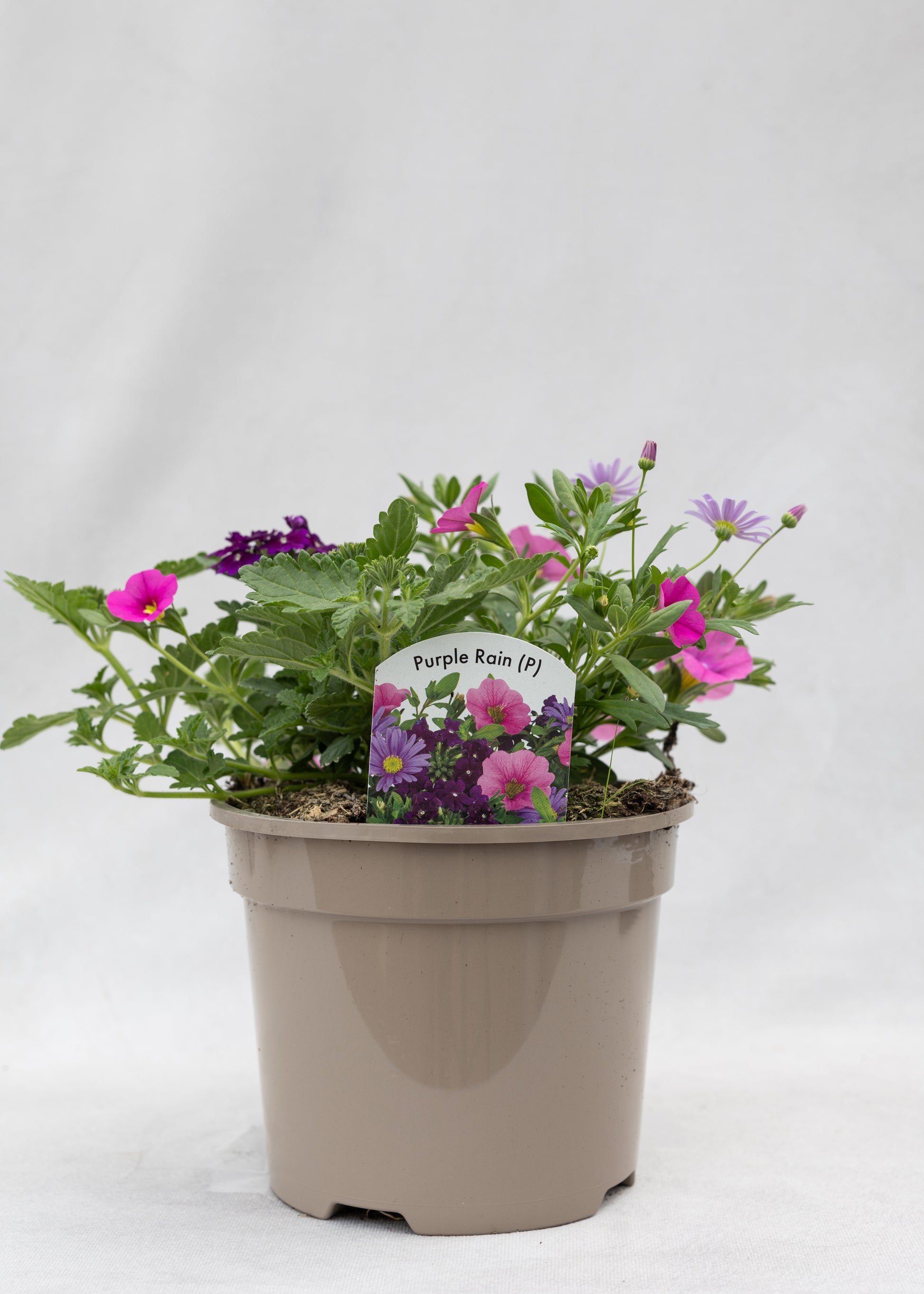 TrioPot 'Purple Rain'
