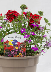 TrioPot 'Ayers Rock'