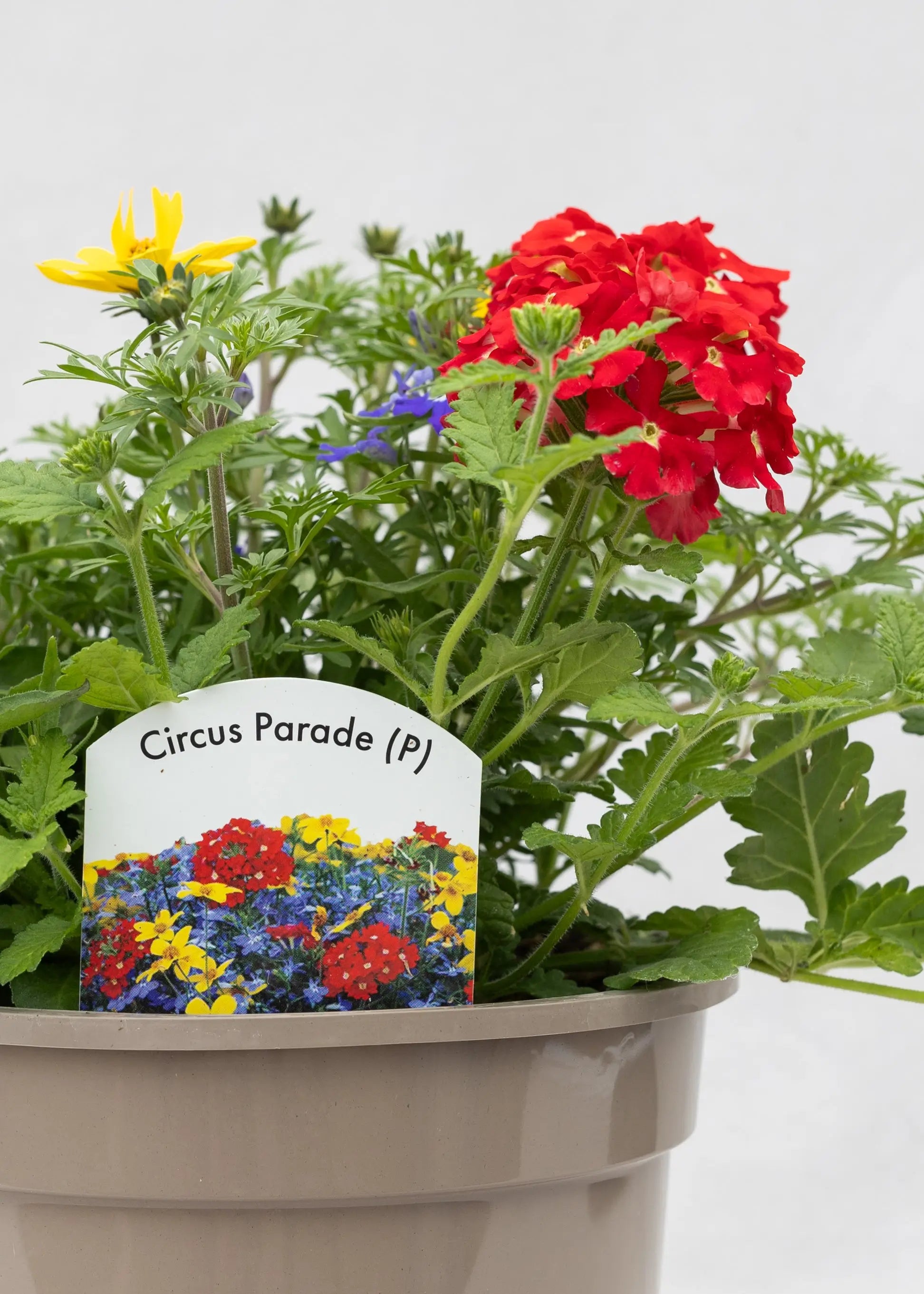 TrioPot 'Circus Parade'
