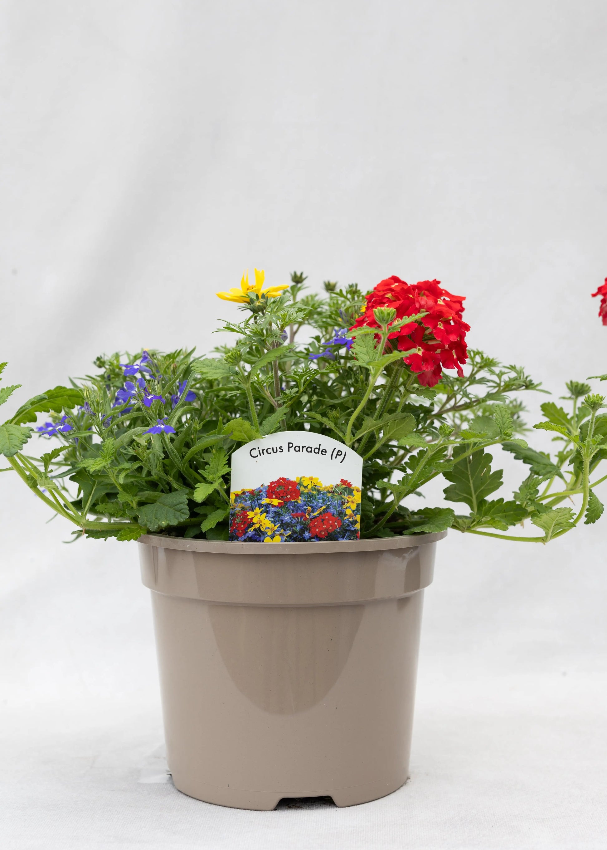 TrioPot 'Circus Parade'