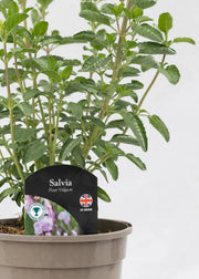Salvia 'Peter Vidgeon'