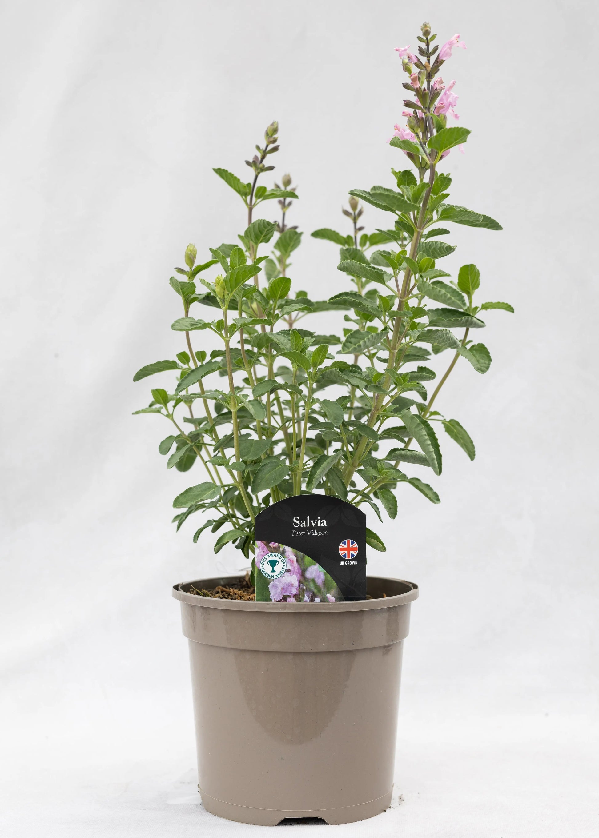Salvia 'Peter Vidgeon'