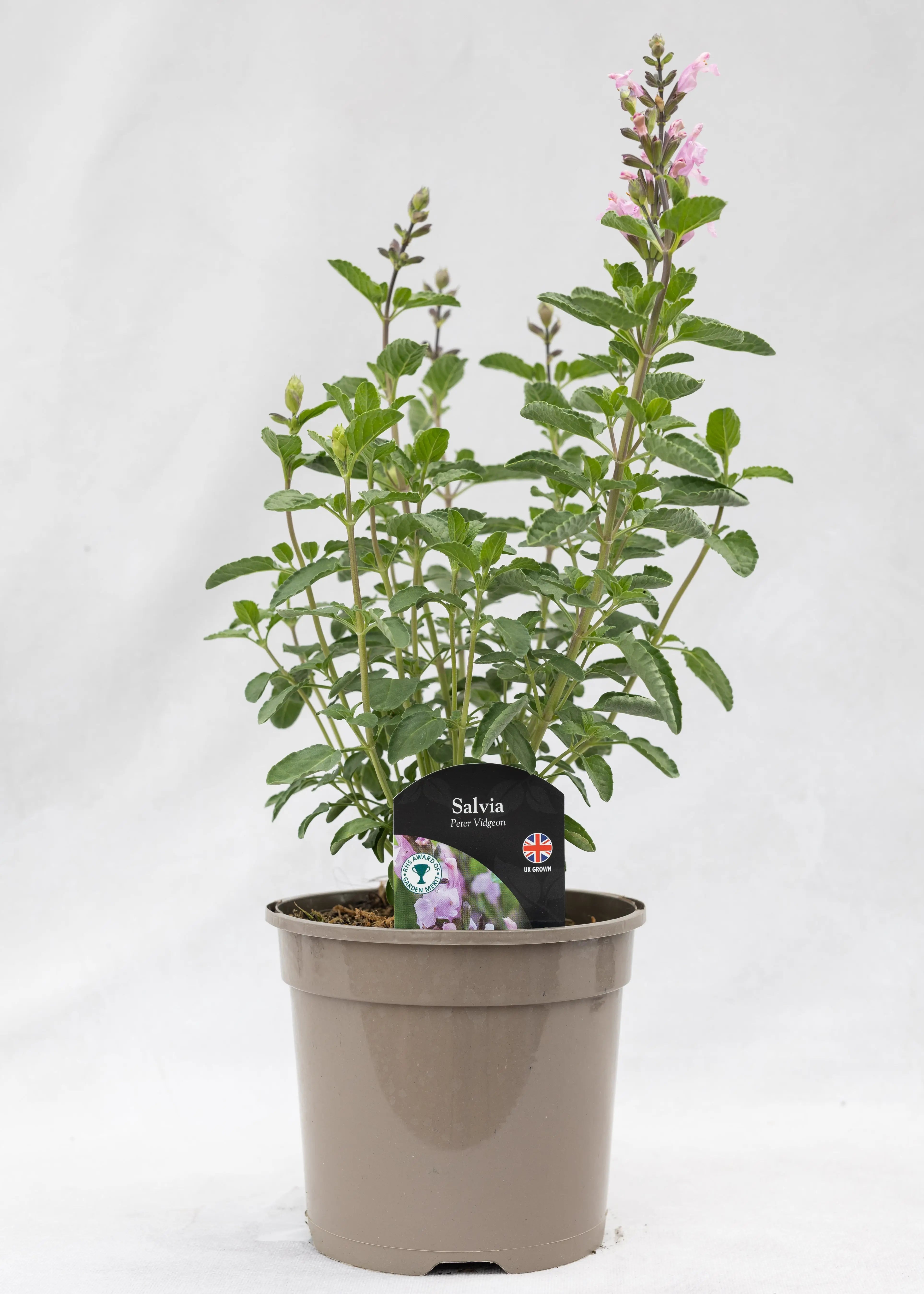 Salvia 'Peter Vidgeon'