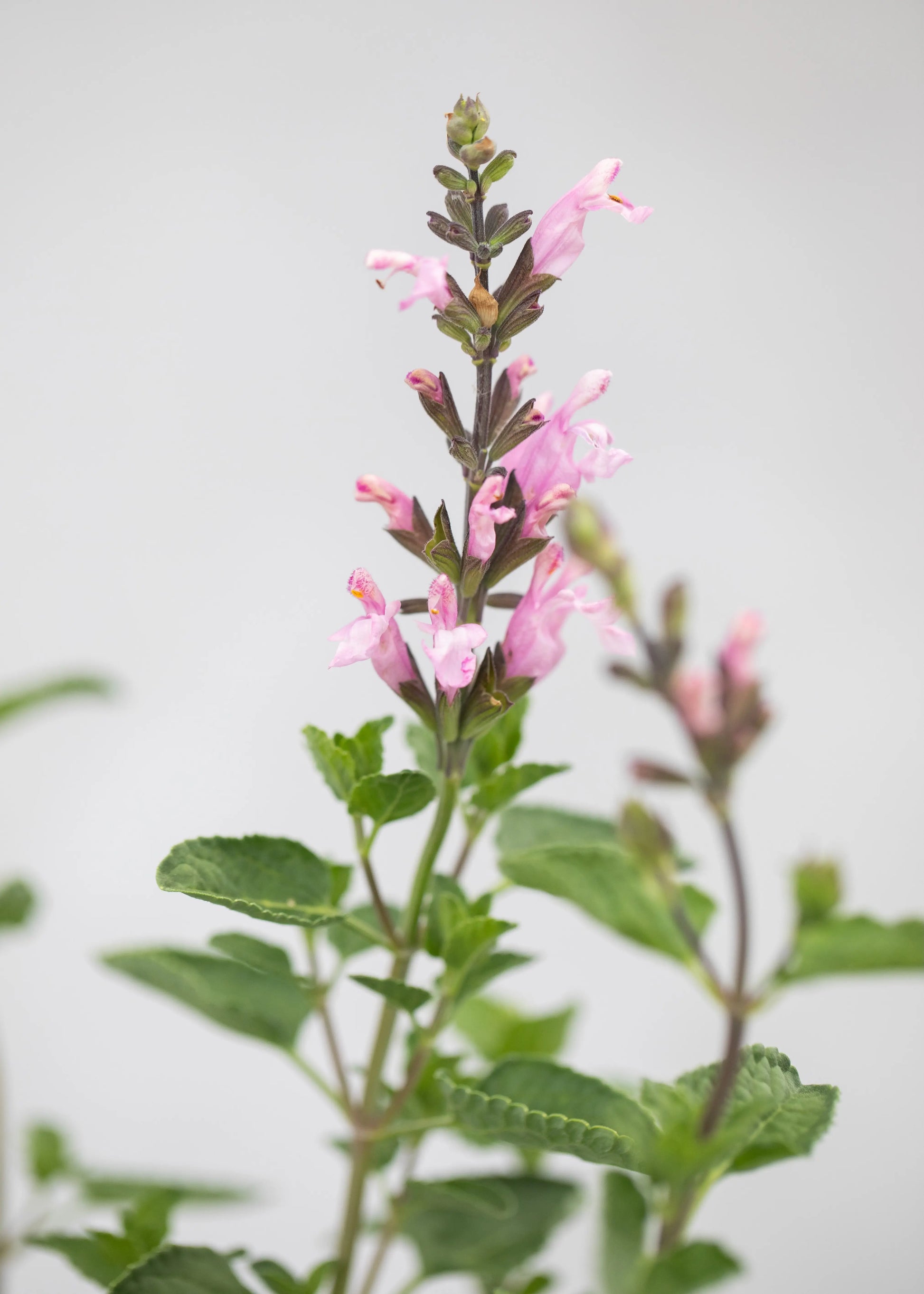 Salvia 'Peter Vidgeon'