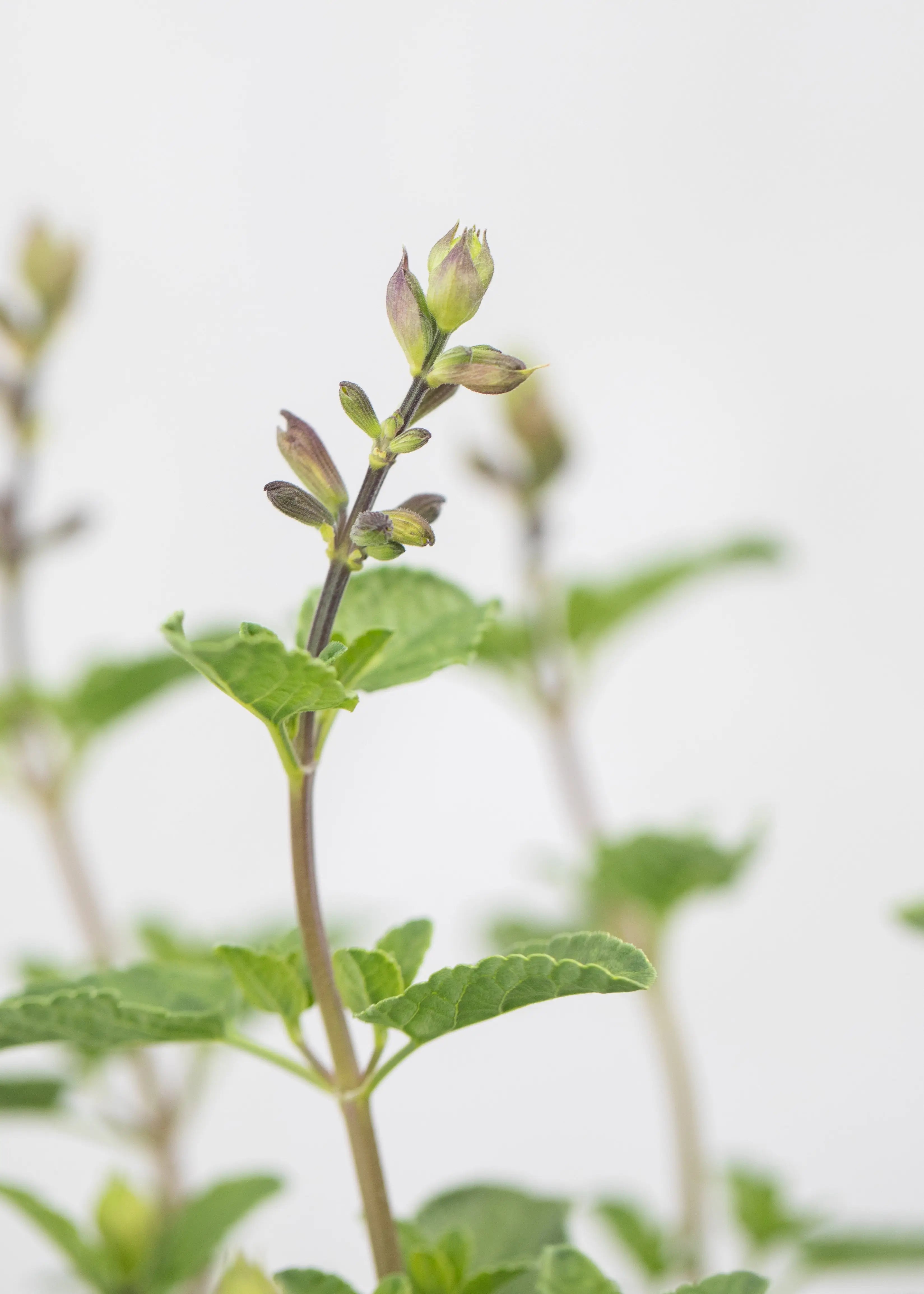 Salvia 'Peter Vidgeon'