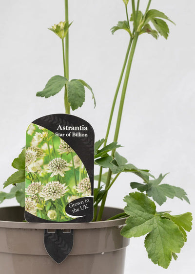 Astrantia 'Star of Billions'