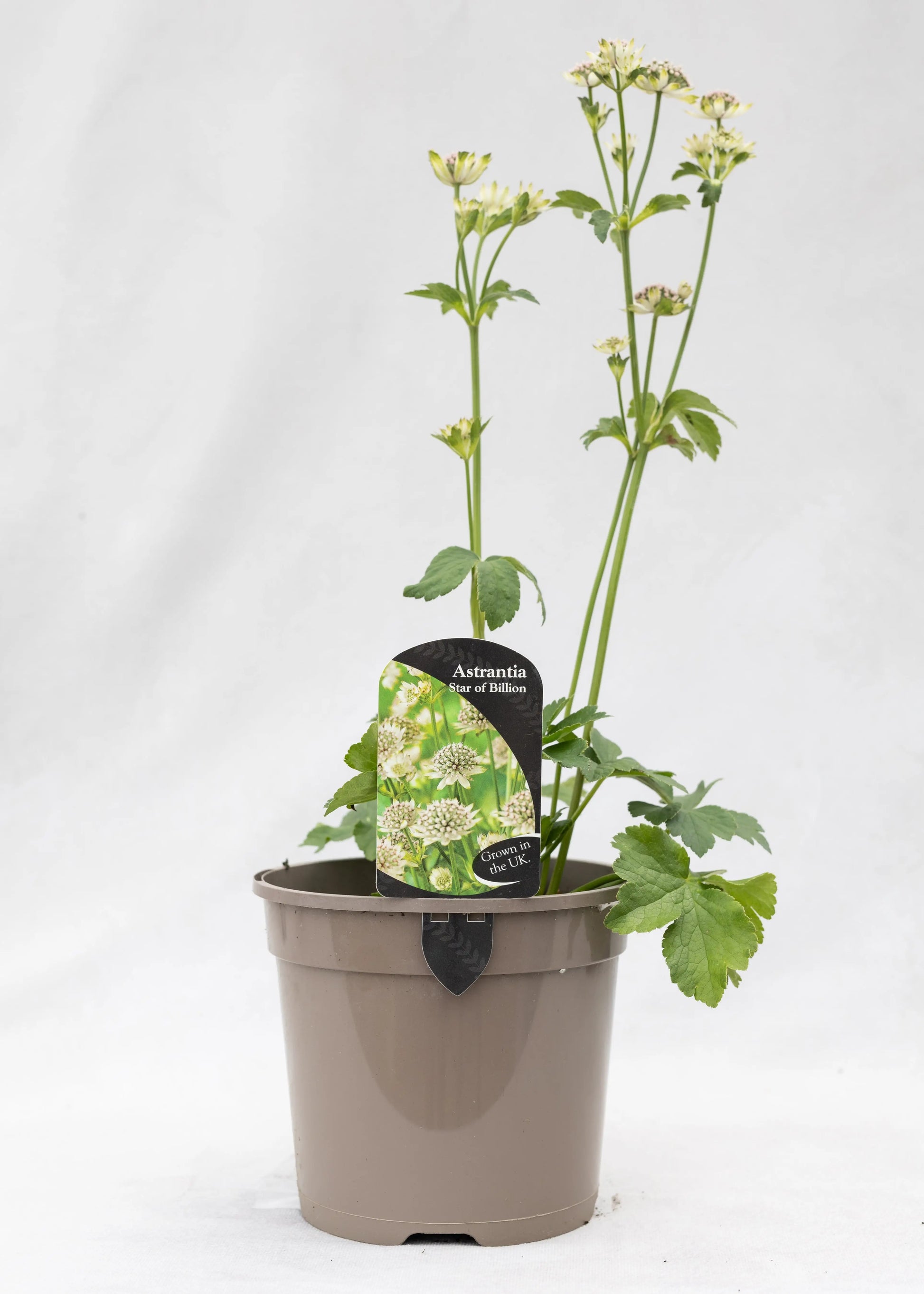 Astrantia 'Star of Billions'