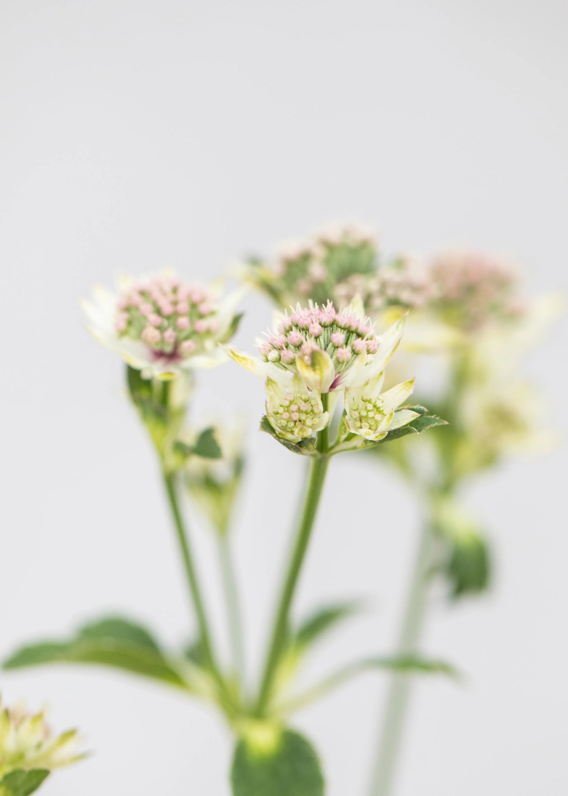 Astrantia 'Star of Billions'