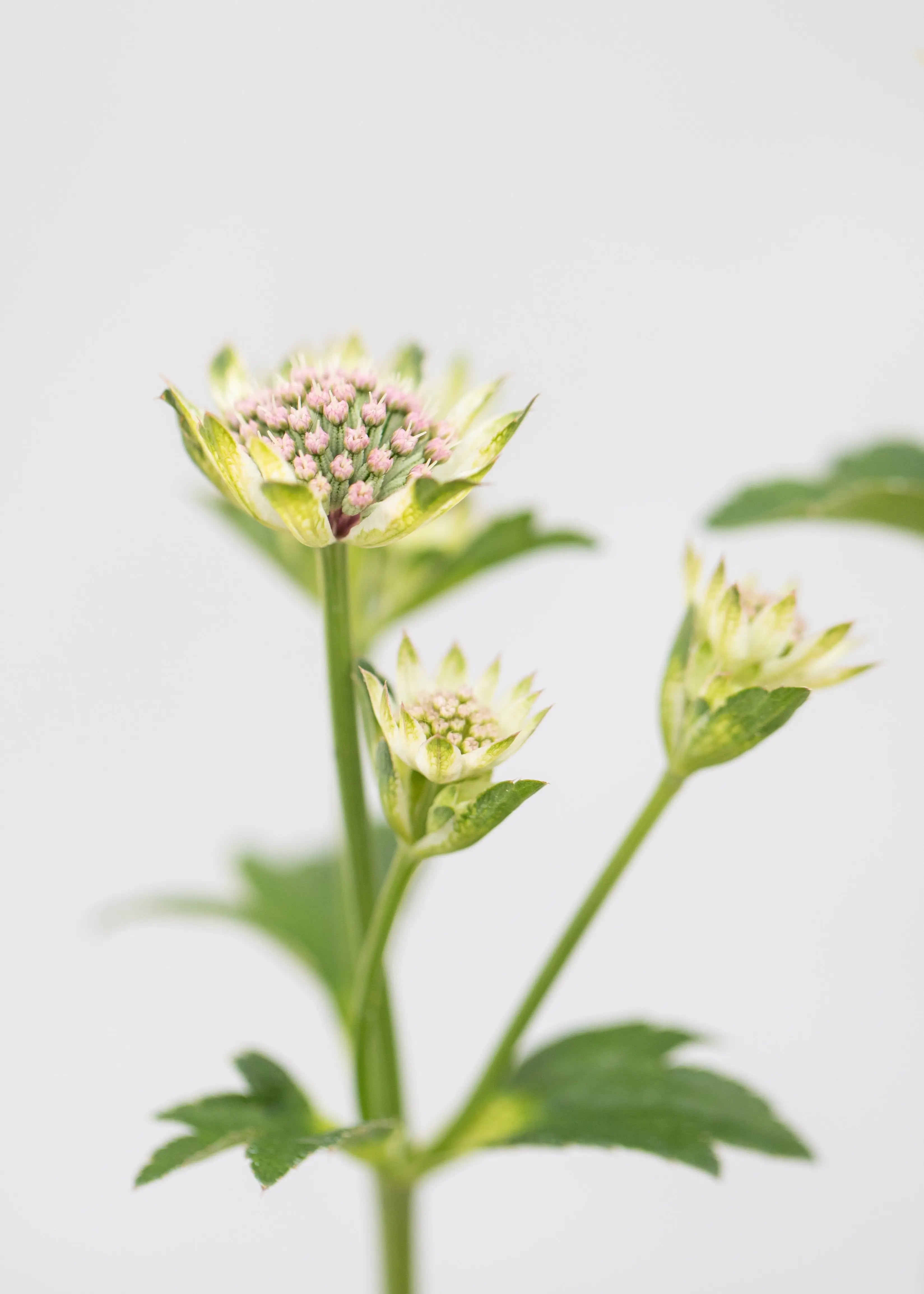 Astrantia 'Star of Billions'