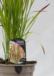 Imperata cylindrica 'Red Baron'