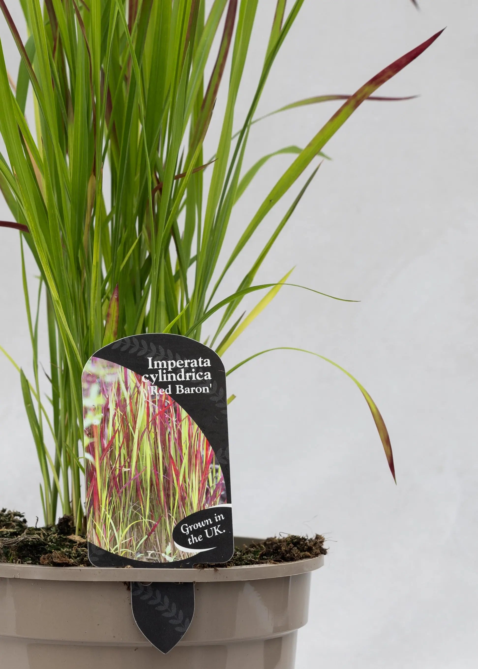 Imperata cylindrica 'Red Baron'