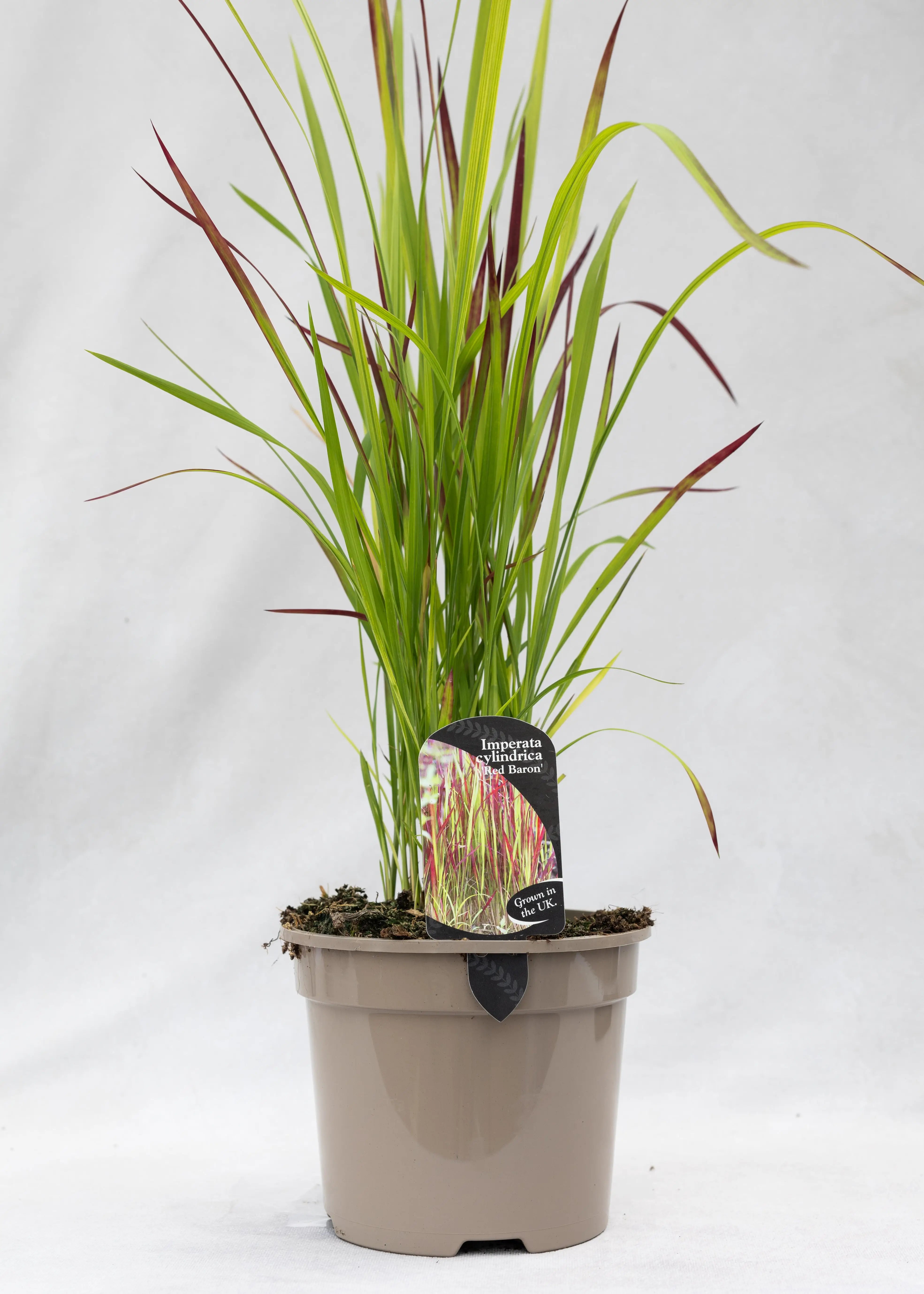 Imperata cylindrica 'Red Baron'
