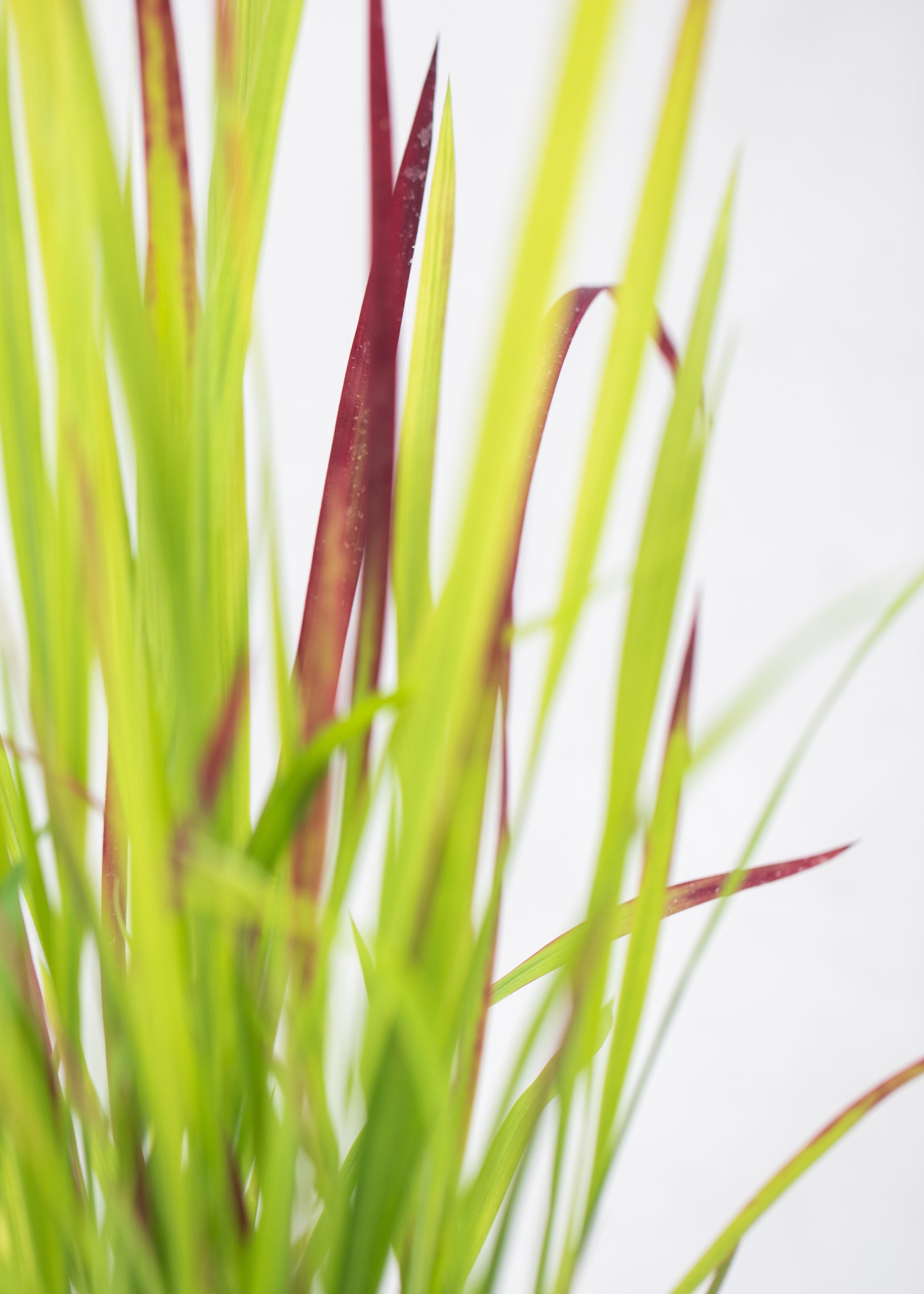 Imperata cylindrica 'Red Baron'