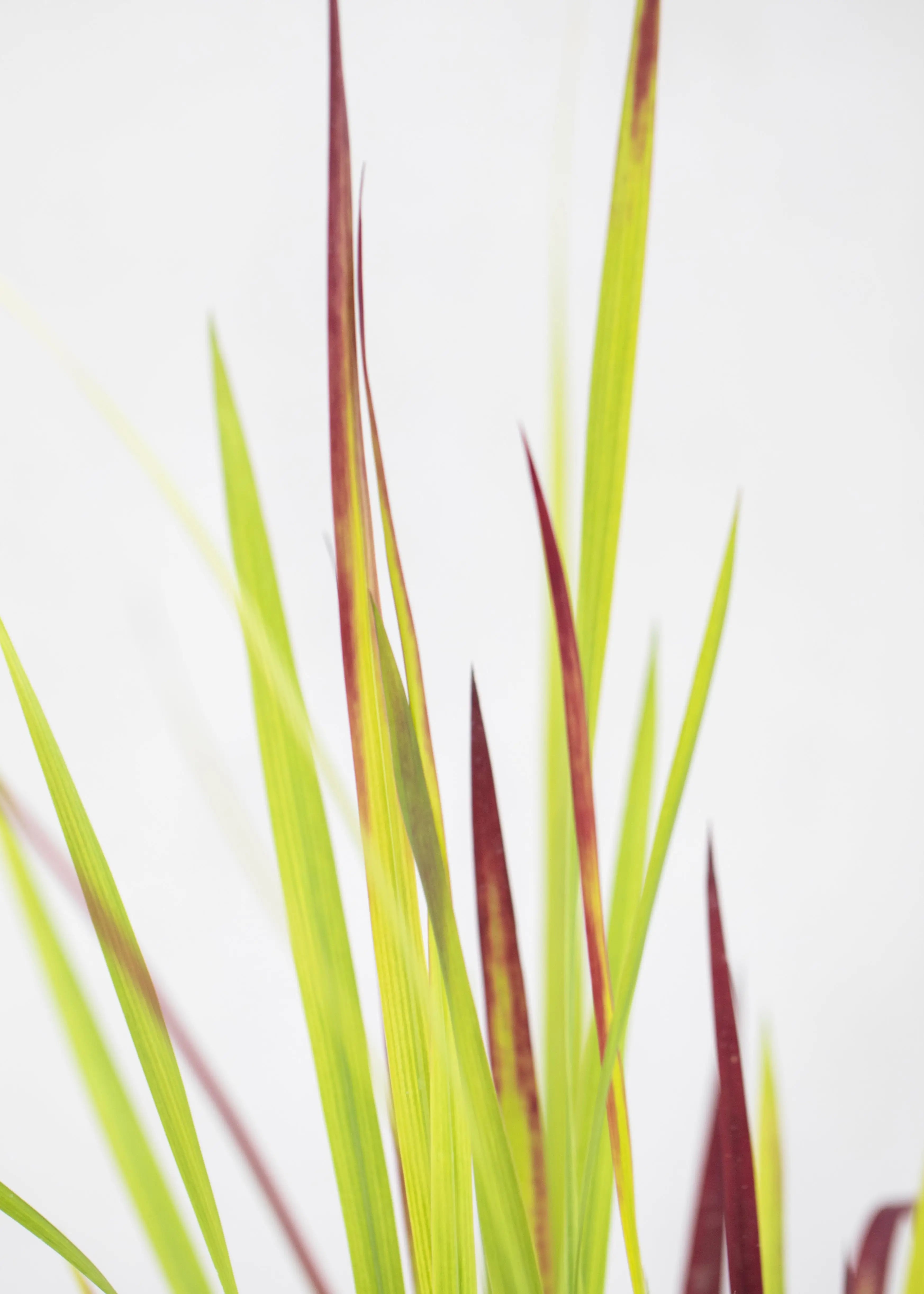 Imperata cylindrica 'Red Baron'