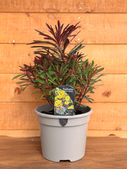 Euphorbia 'Miners Merlot'