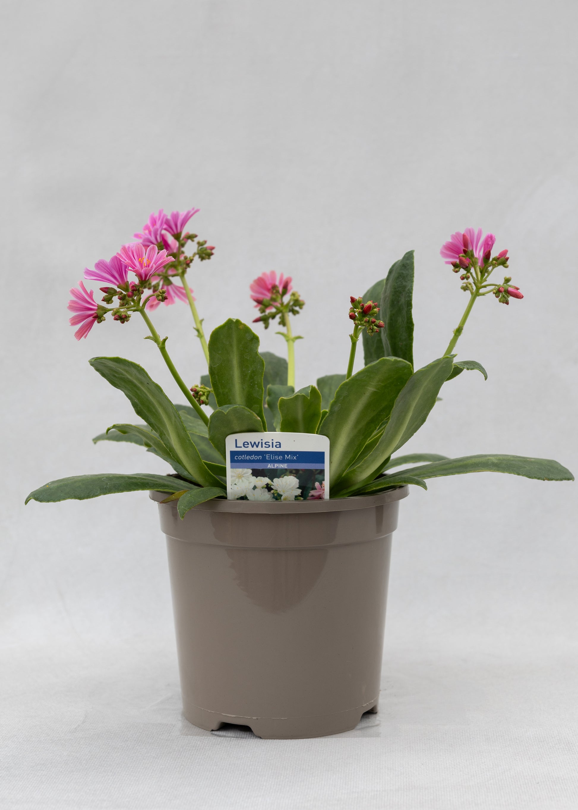 Lewisia cotyledon 'Elise Mix'