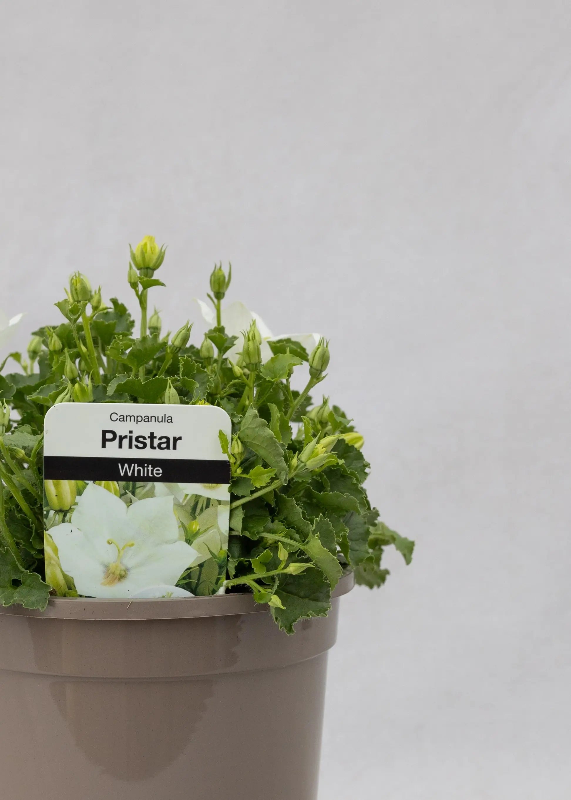 Campanula carpatica 'Pristar White'