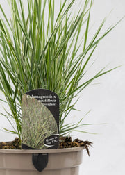 Calamagrostis 'Overdam'