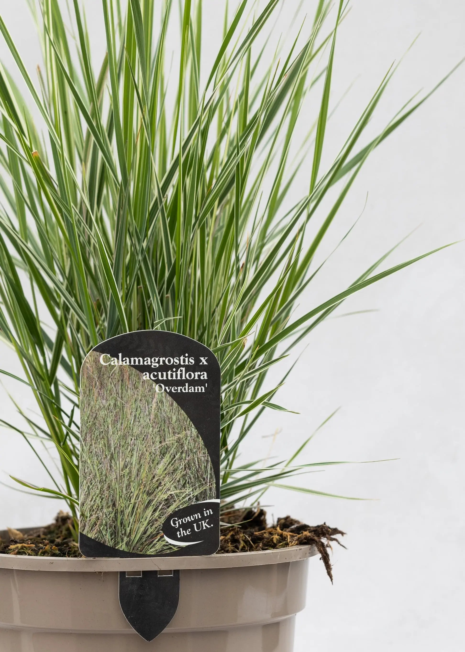 Calamagrostis 'Overdam'