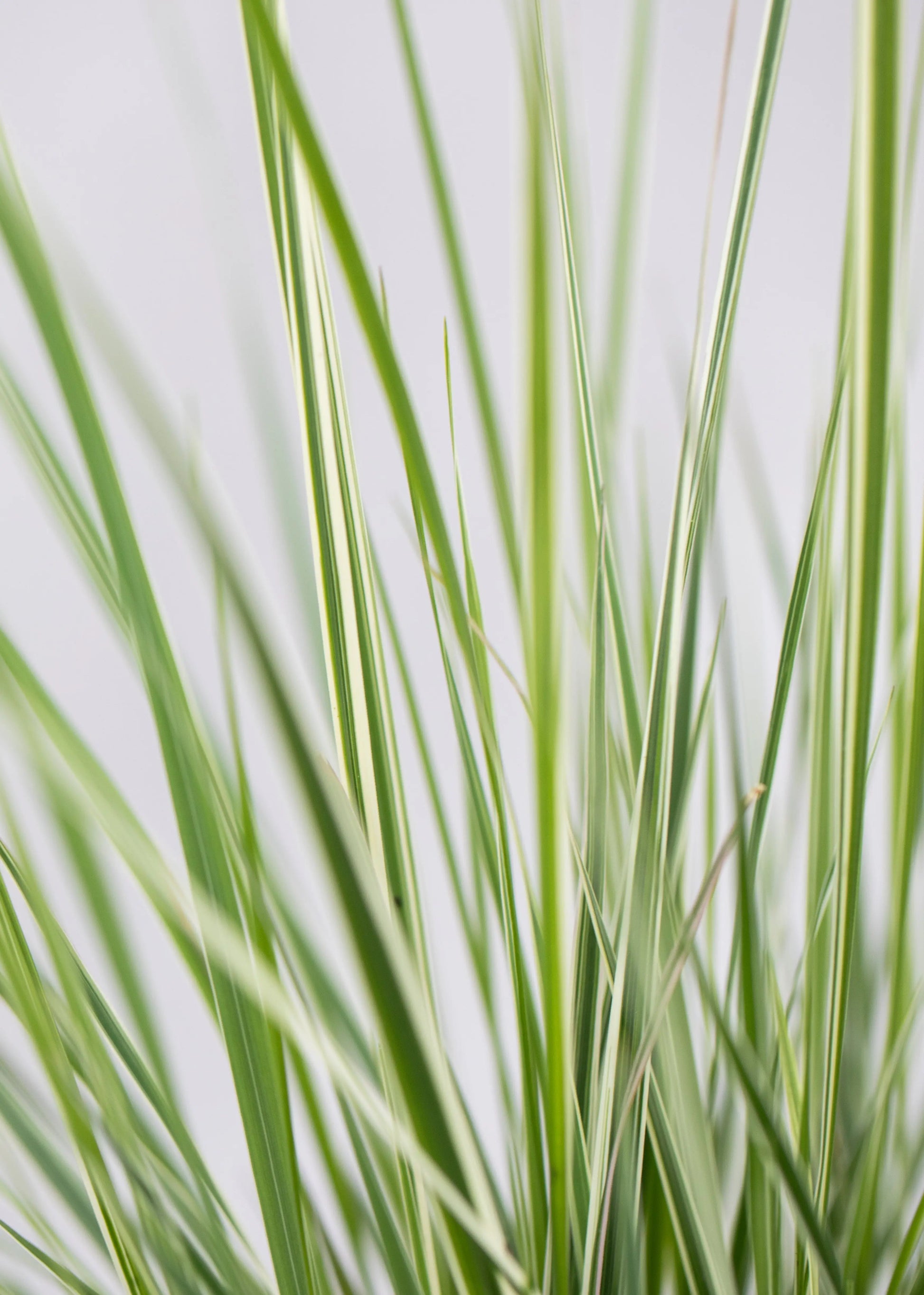 Calamagrostis 'Overdam'