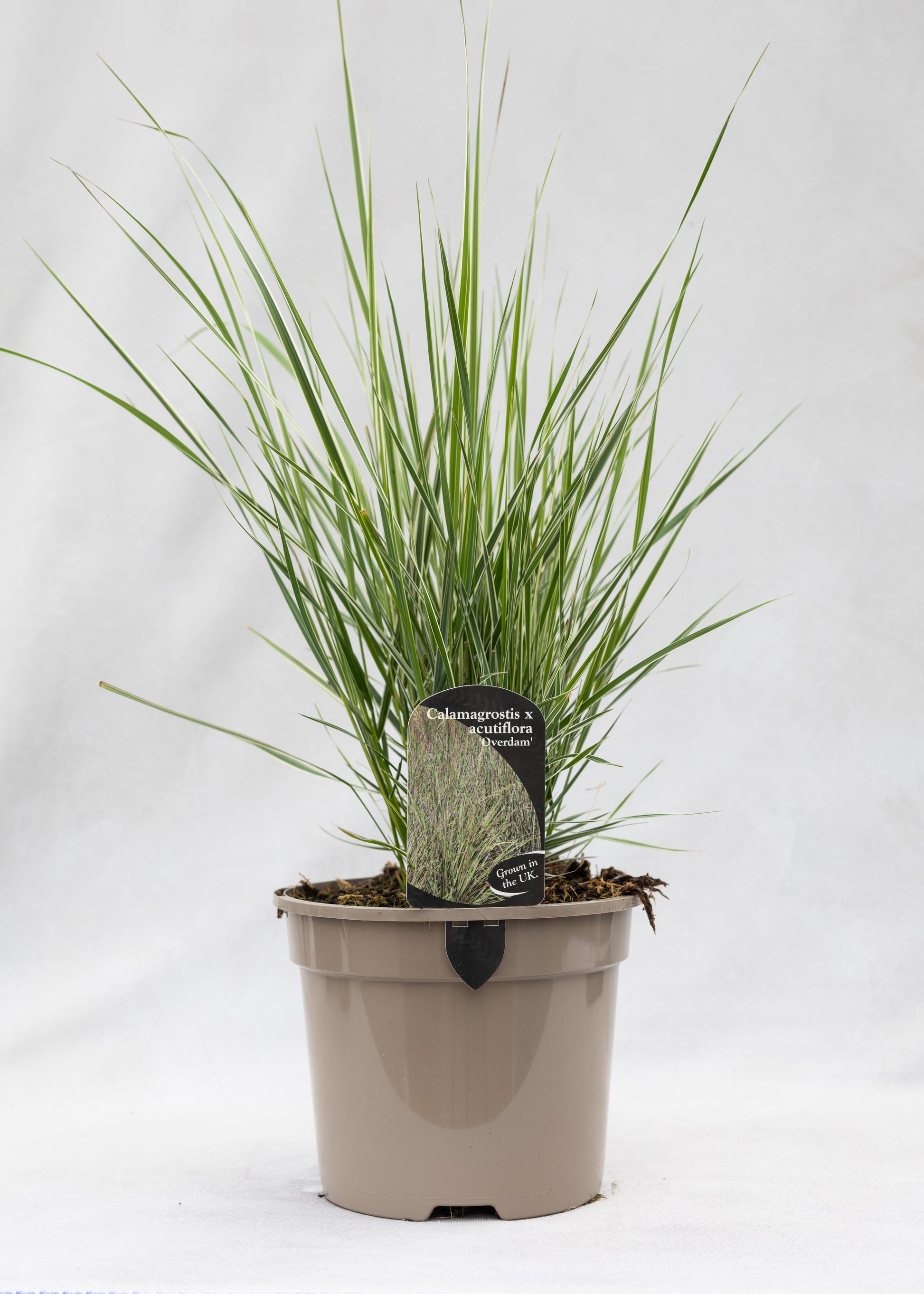 Calamagrostis 'Overdam'