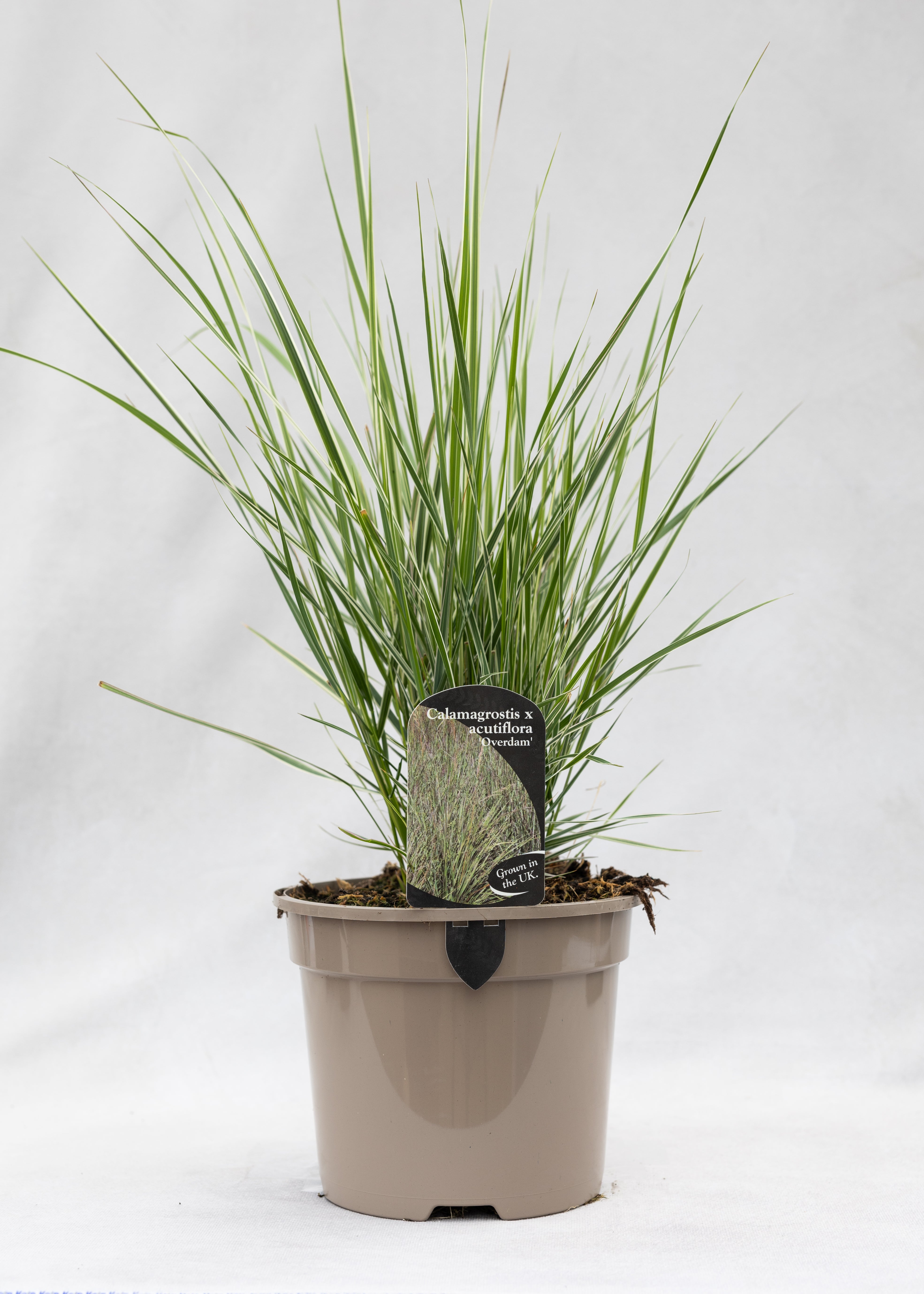 Calamagrostis 'Overdam'